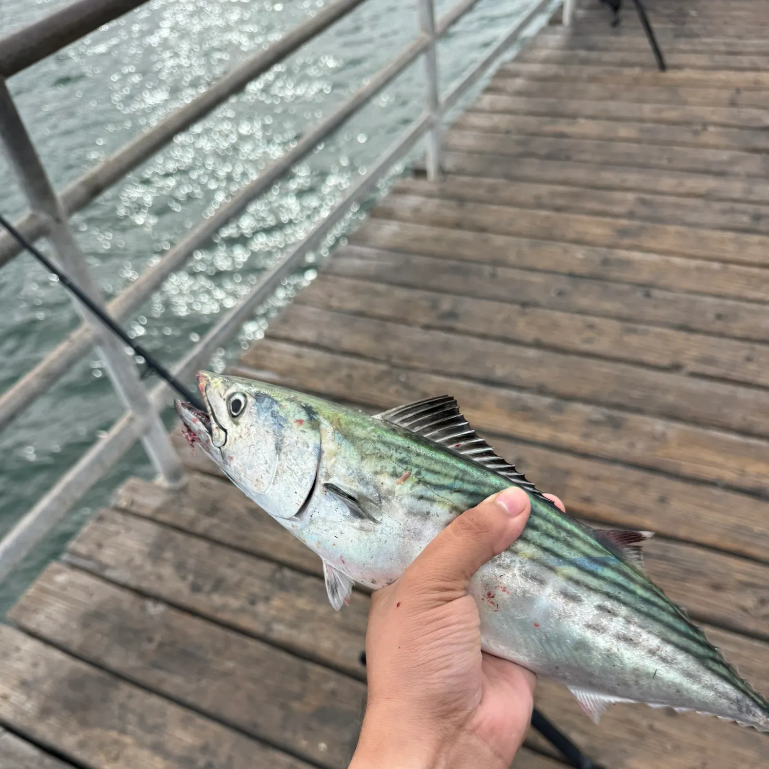 The most recent Pacific bonito catches on Fishbrain