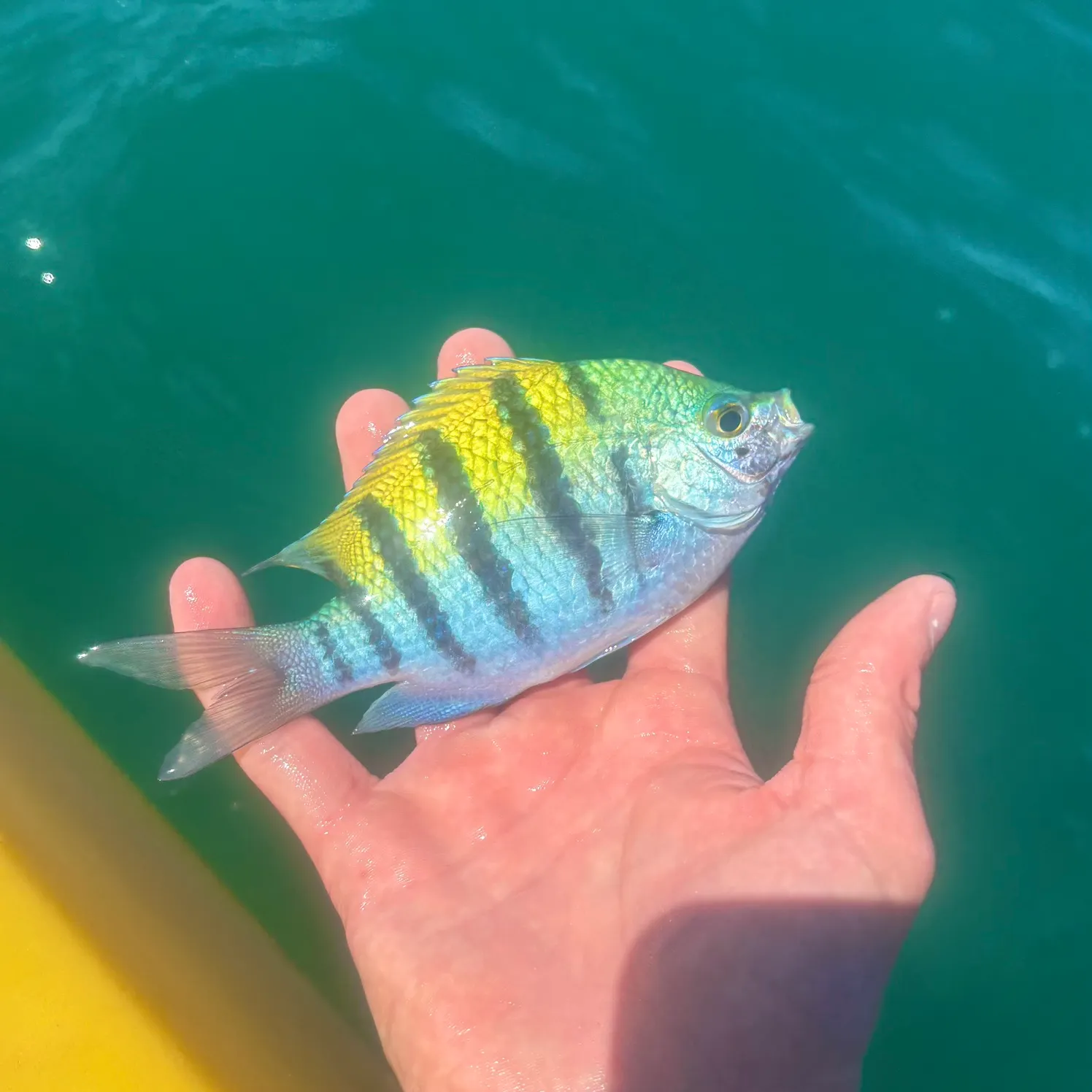 The most recent Panamic sergeant major catches on Fishbrain