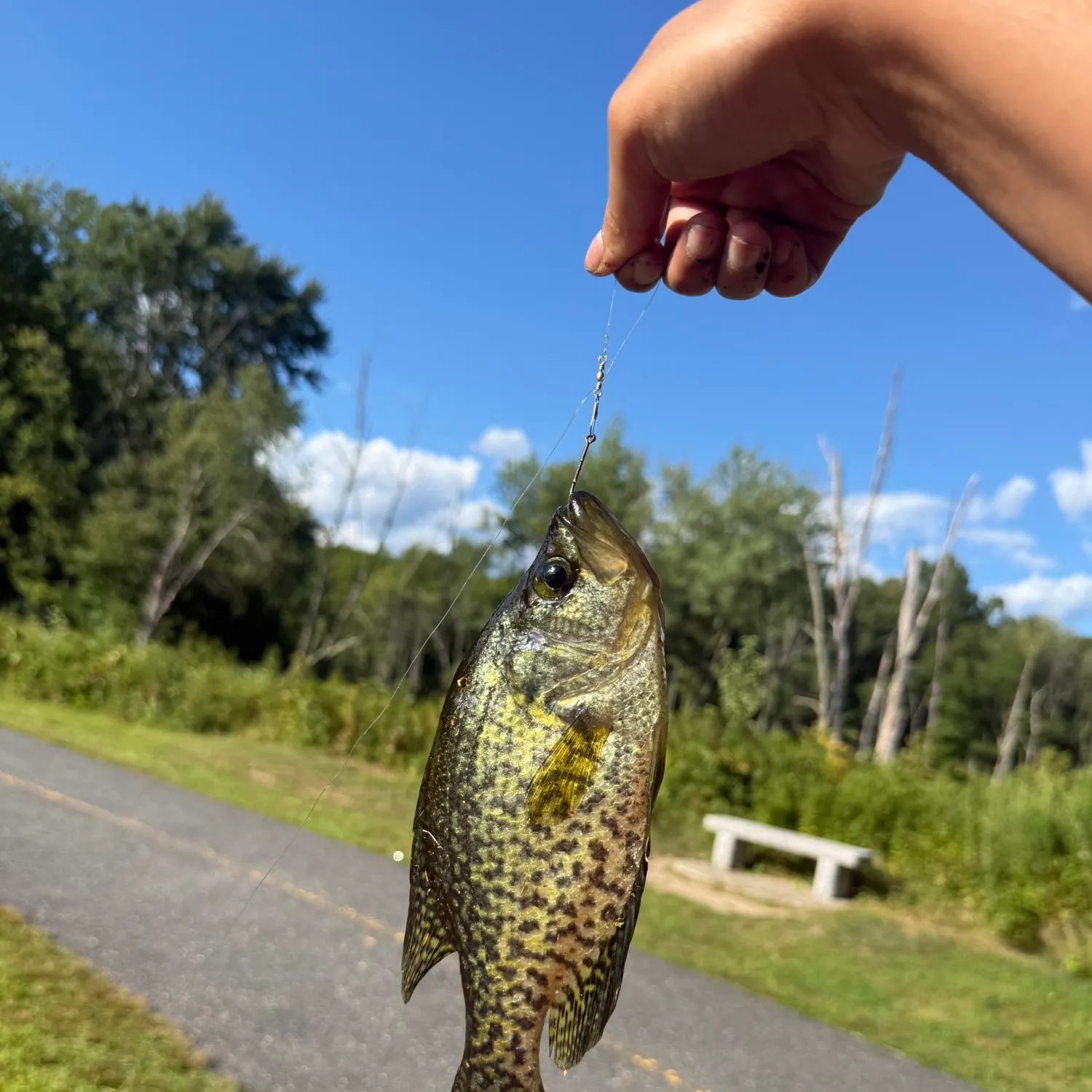 Black crappie caught on Fishbrain