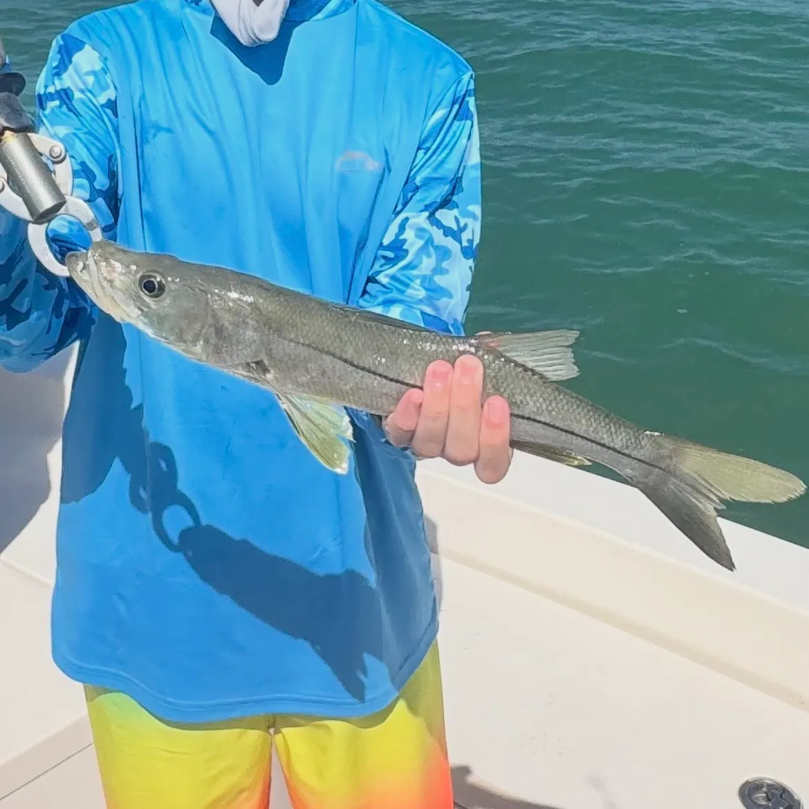 Common snook caught on Fishbrain