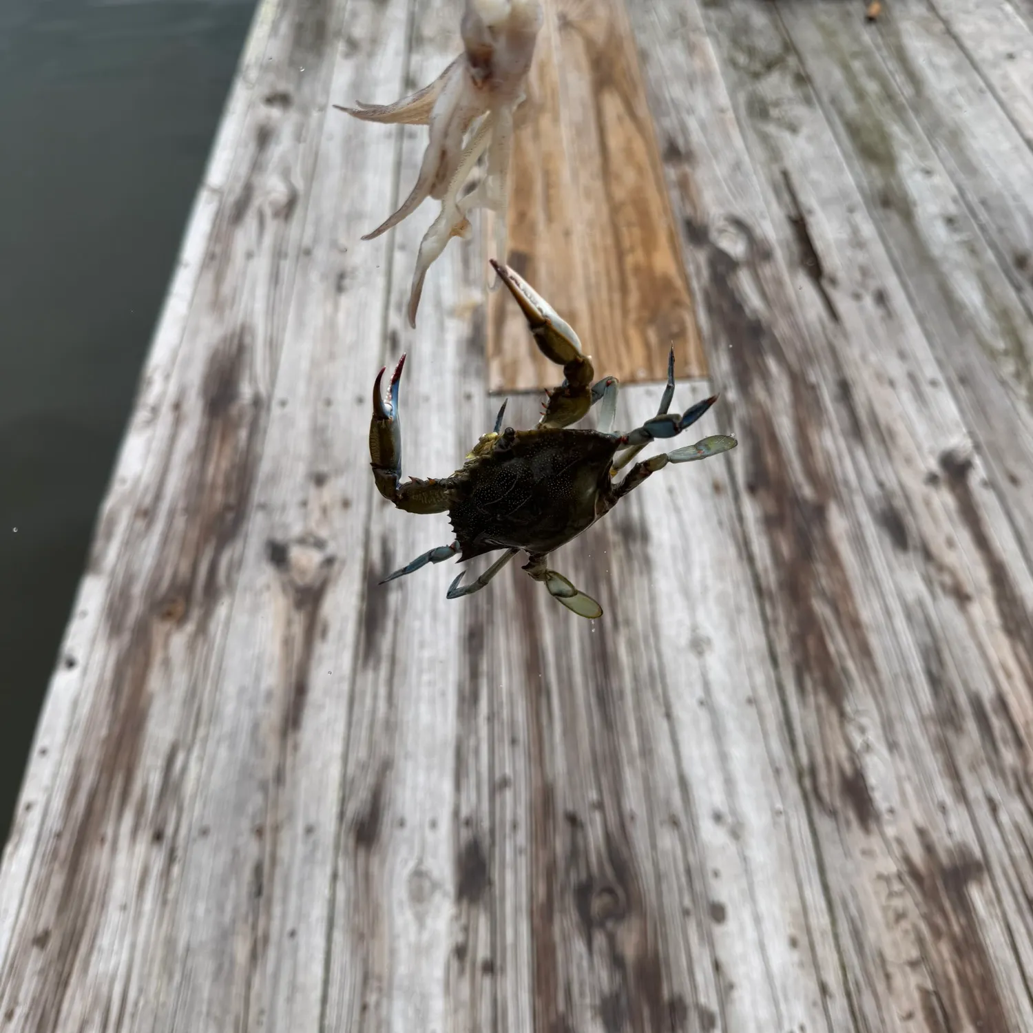 Blue crab caught on Fishbrain
