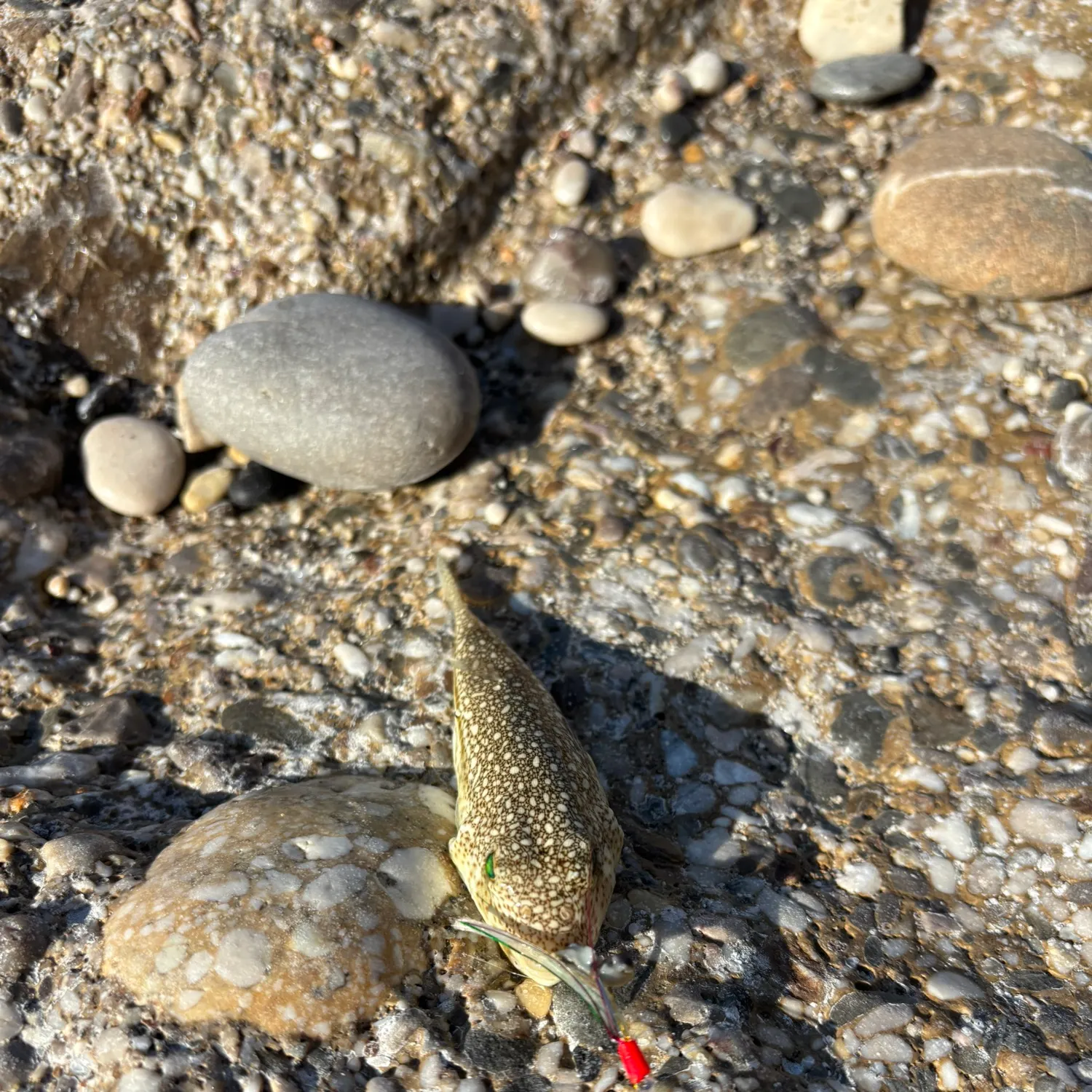 The most recent Yellowspotted puffer catches on Fishbrain