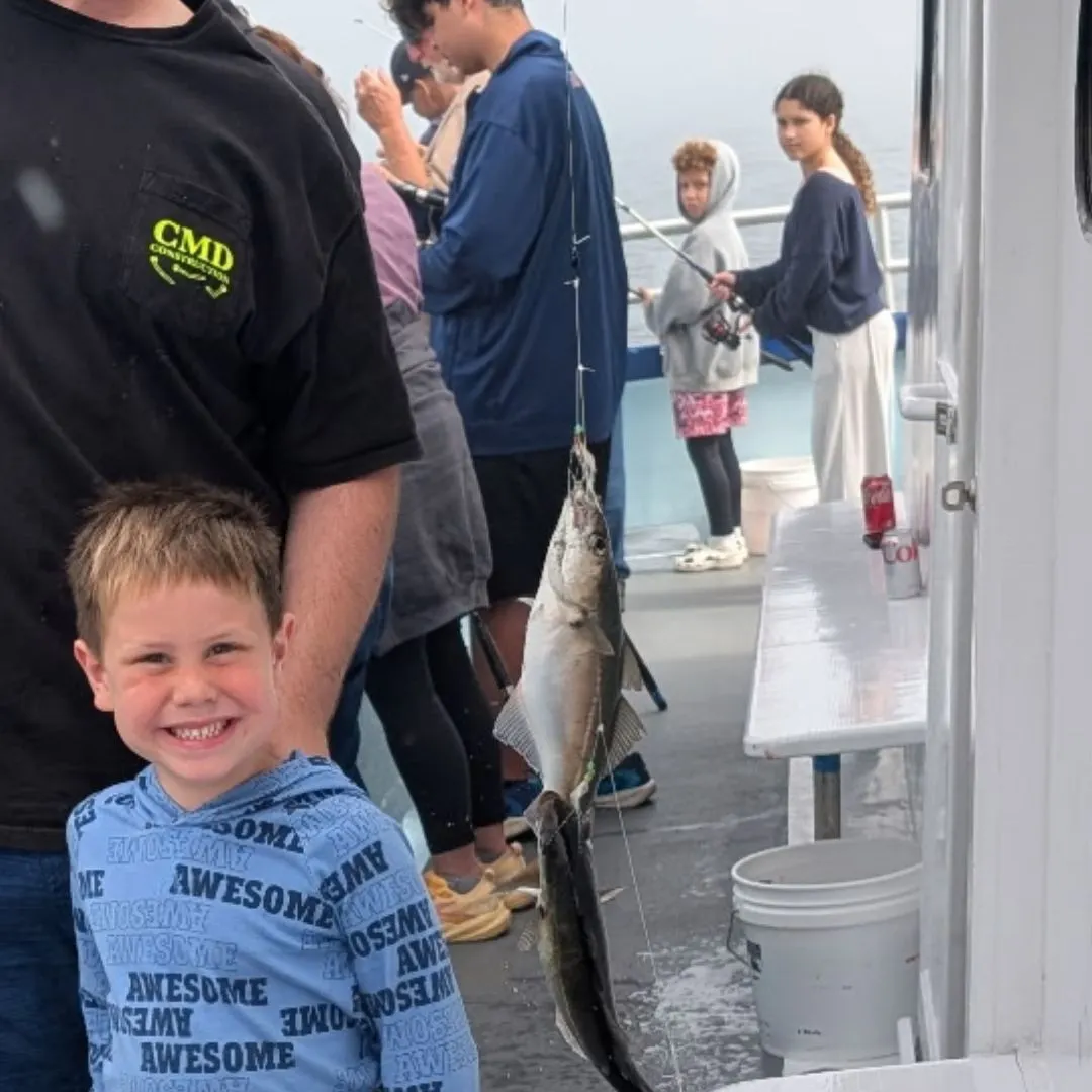 Atlantic pollock caught on Fishbrain