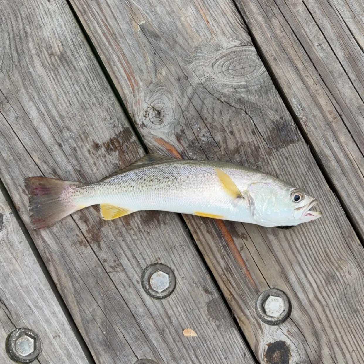 Gray weakfish caught on Fishbrain