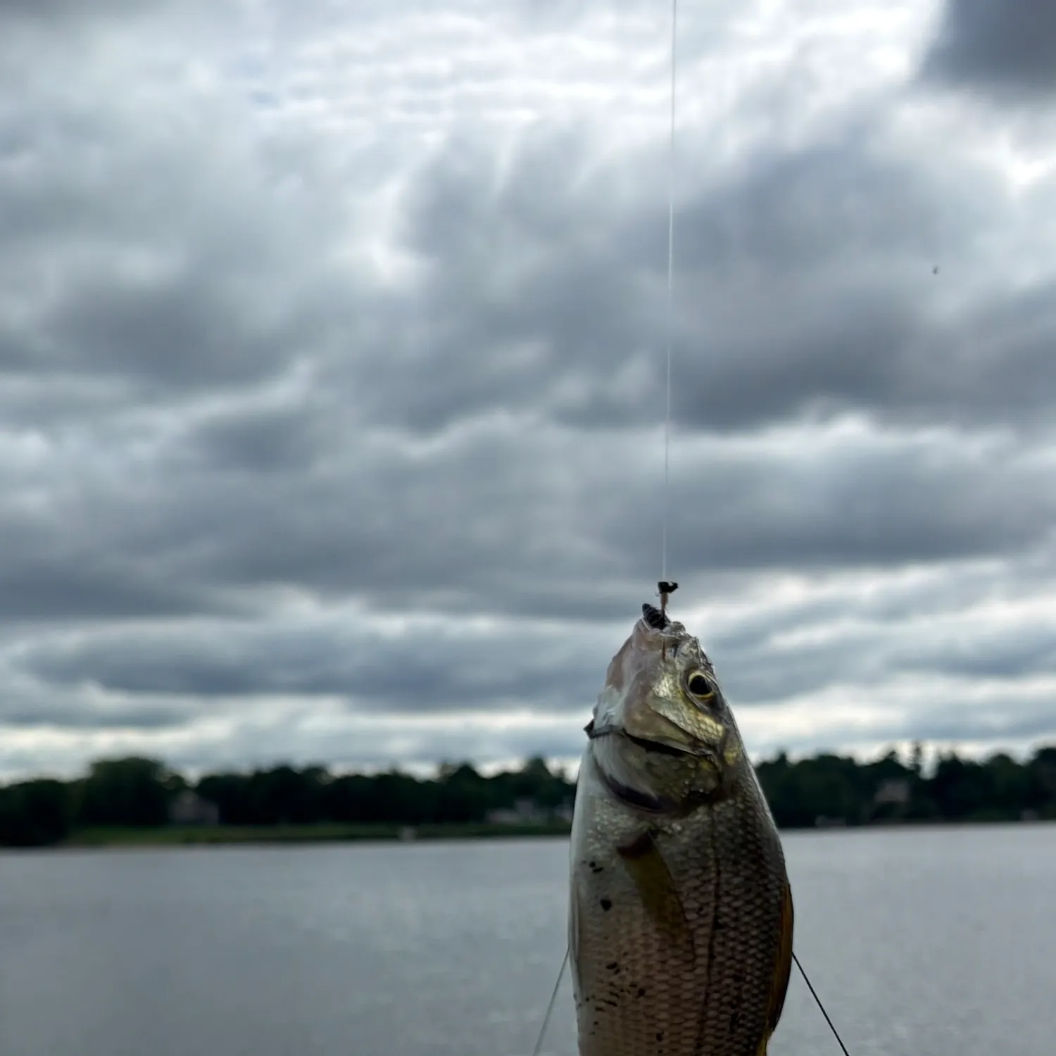 White perch caught on Fishbrain