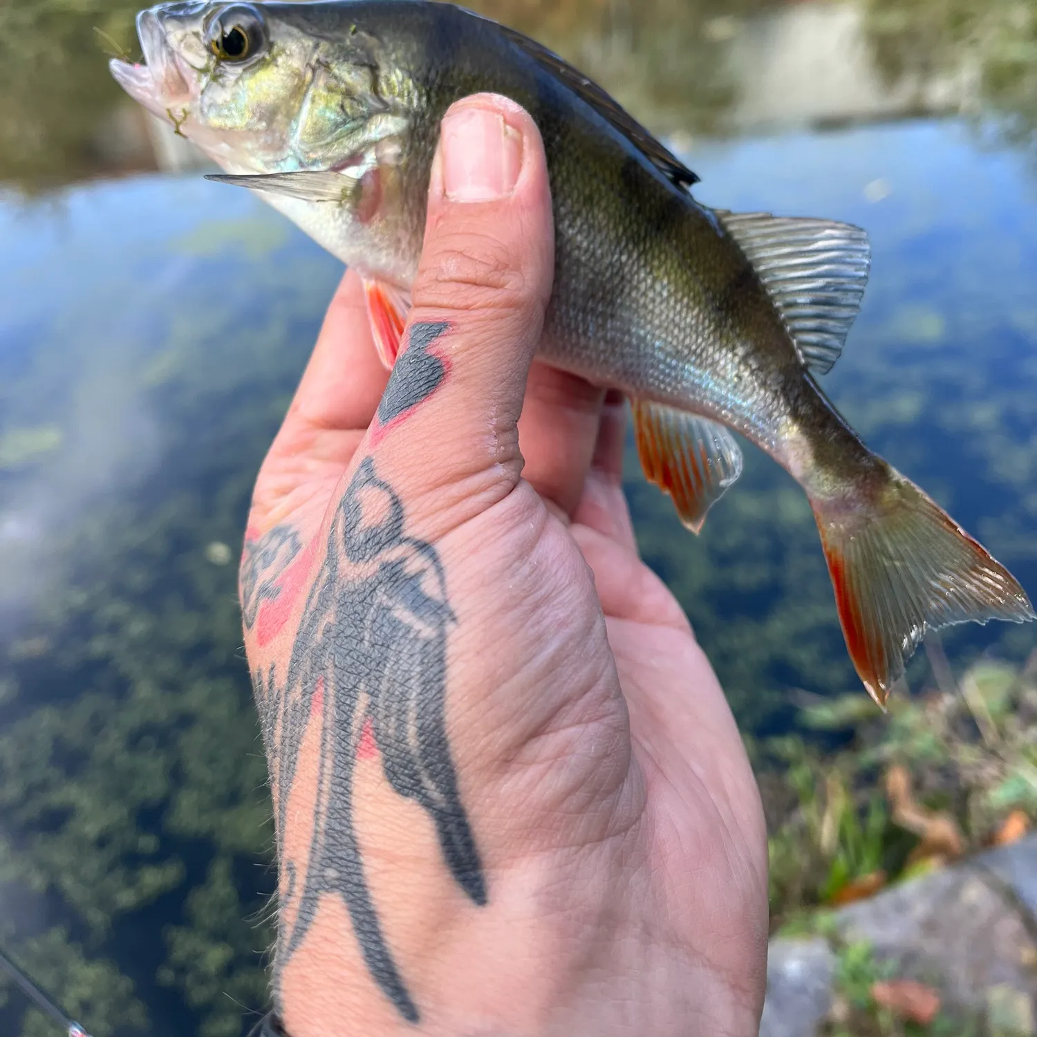 European perch caught on Fishbrain