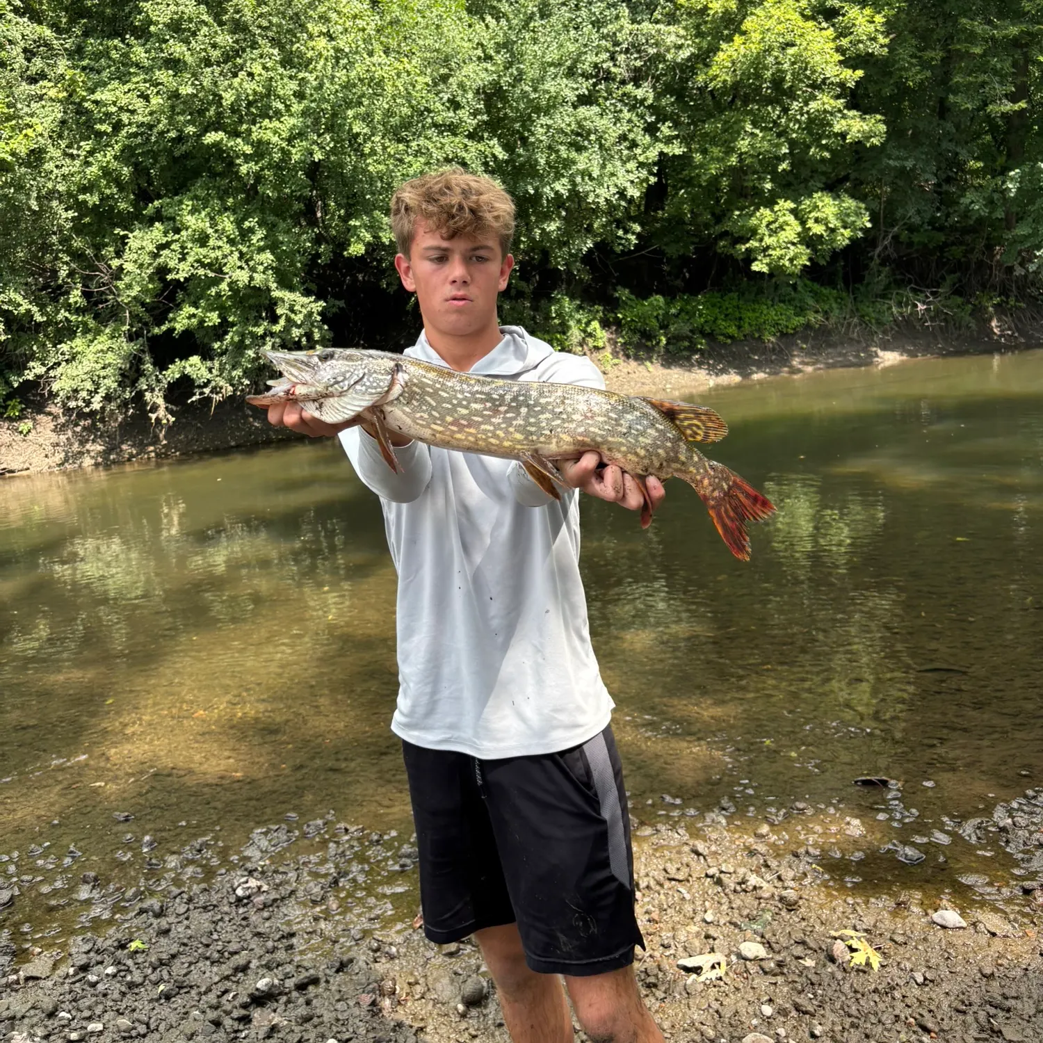 Northern pike caught on Fishbrain