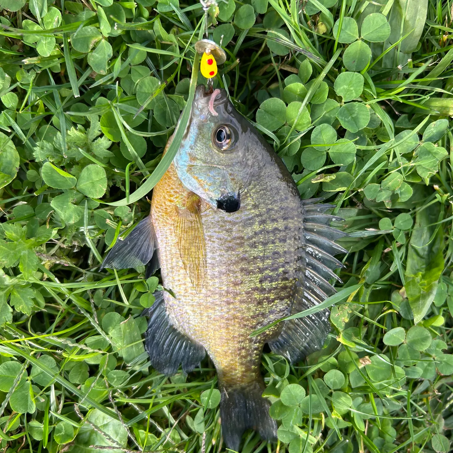 Fish caught on Fishbrain