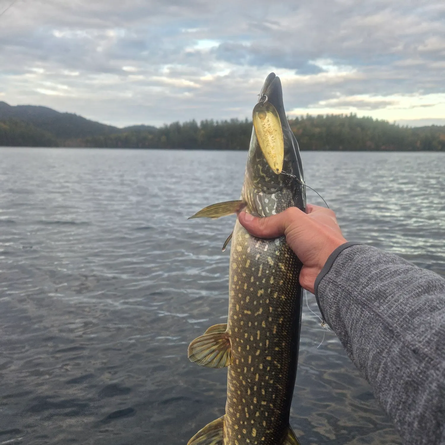 Northern pike caught on Fishbrain