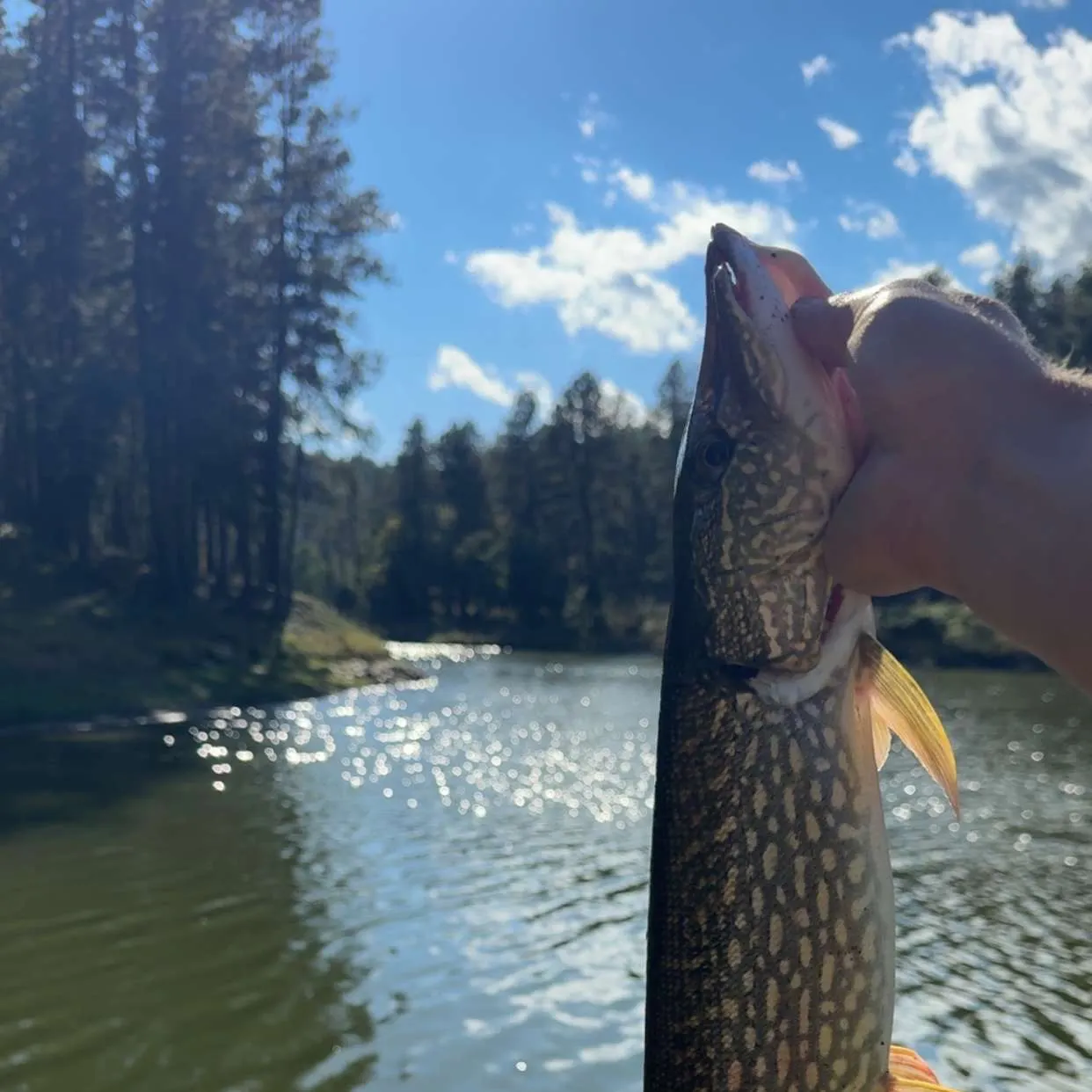 Northern pike caught on Fishbrain