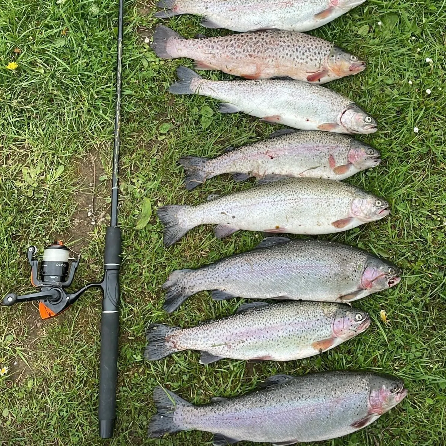 recently logged catches