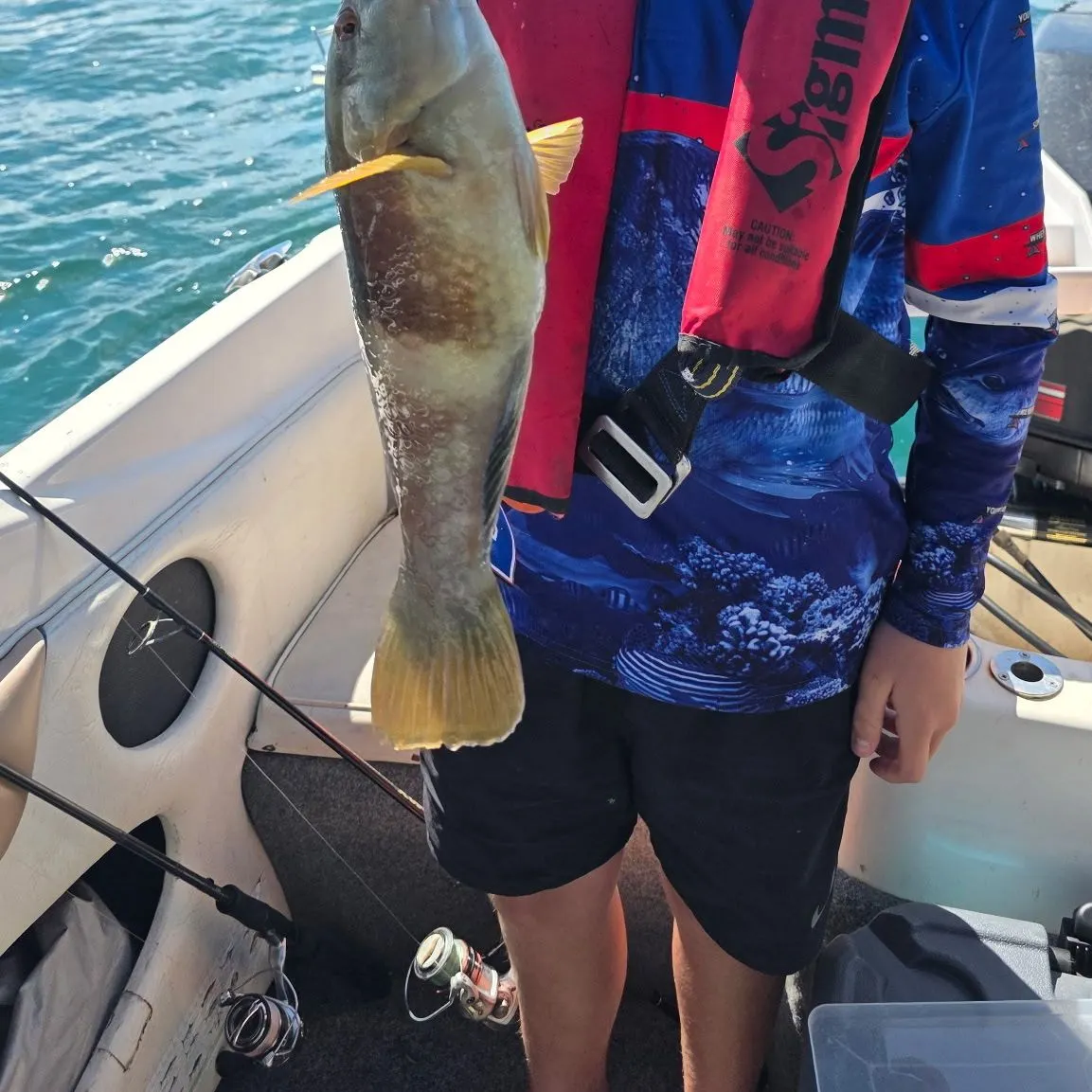 The most recent Blue-throated wrasse catches on Fishbrain