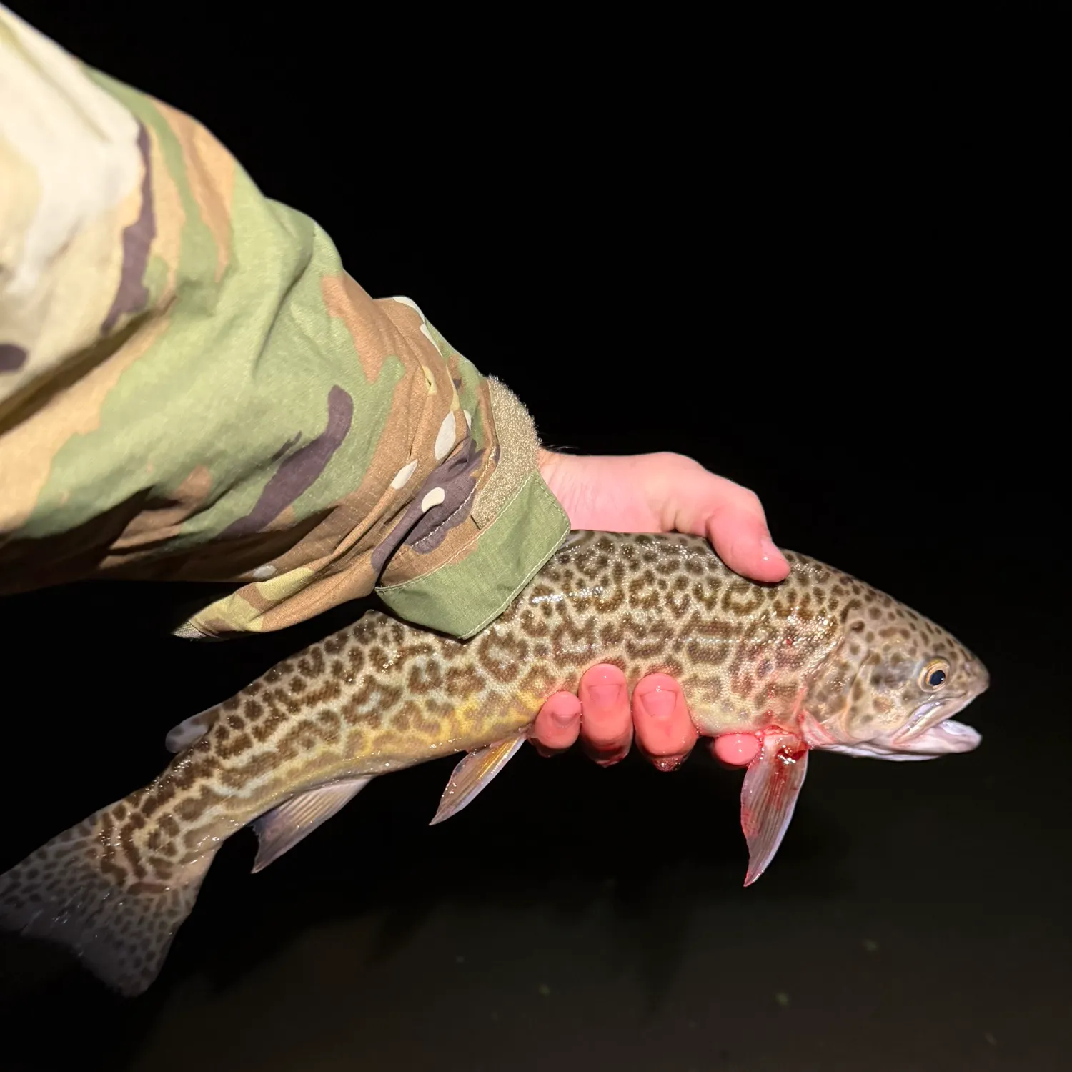 Tiger trout caught on Fishbrain