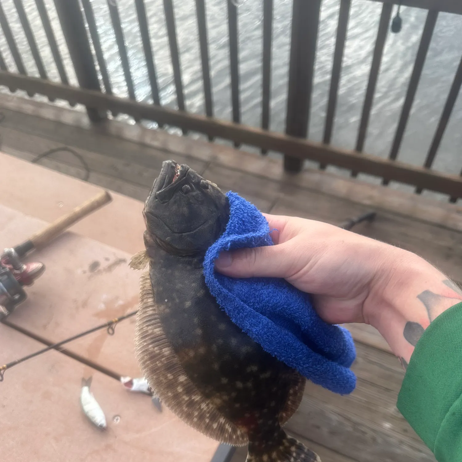 Summer flounder caught on Fishbrain