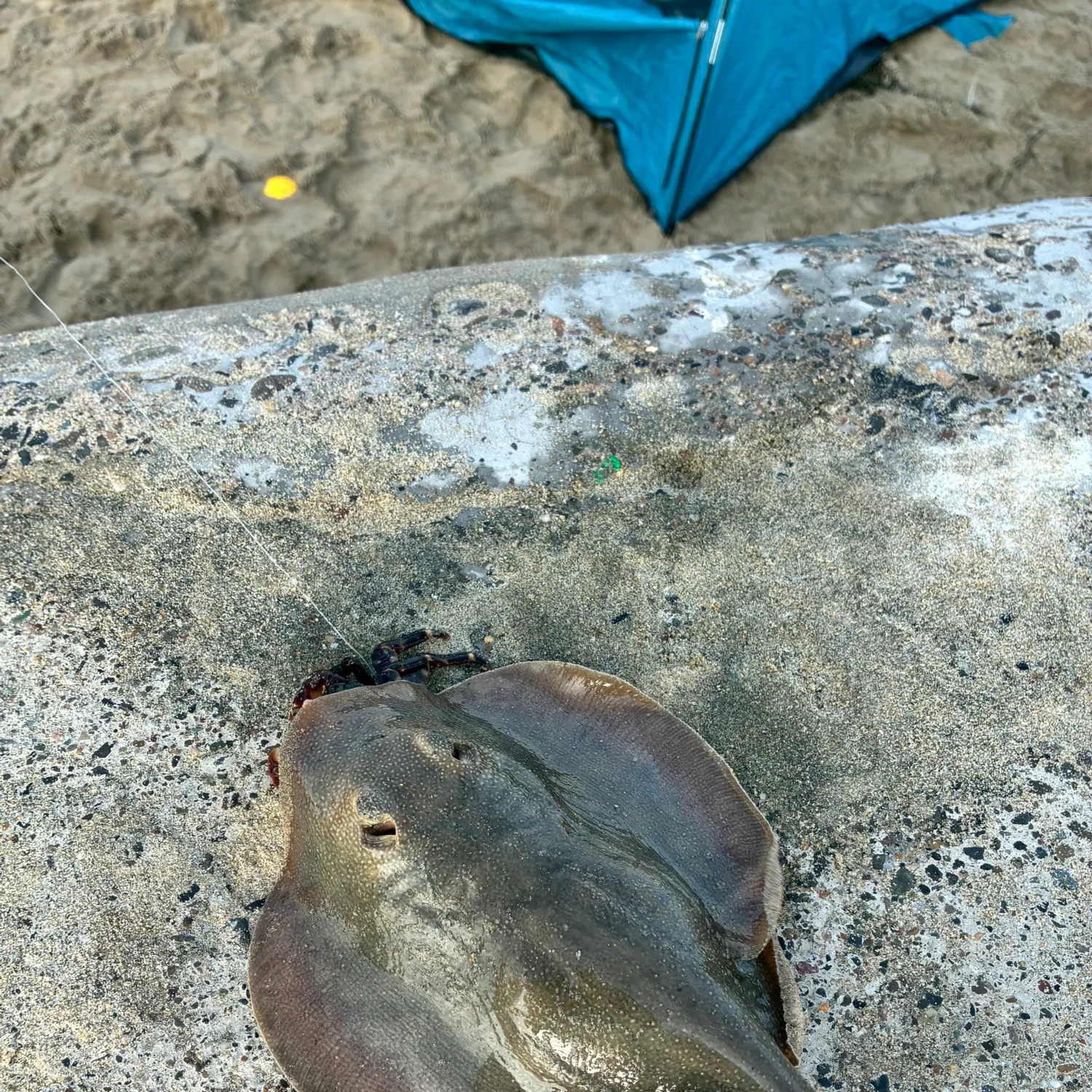 The most recent Common stingaree catches on Fishbrain