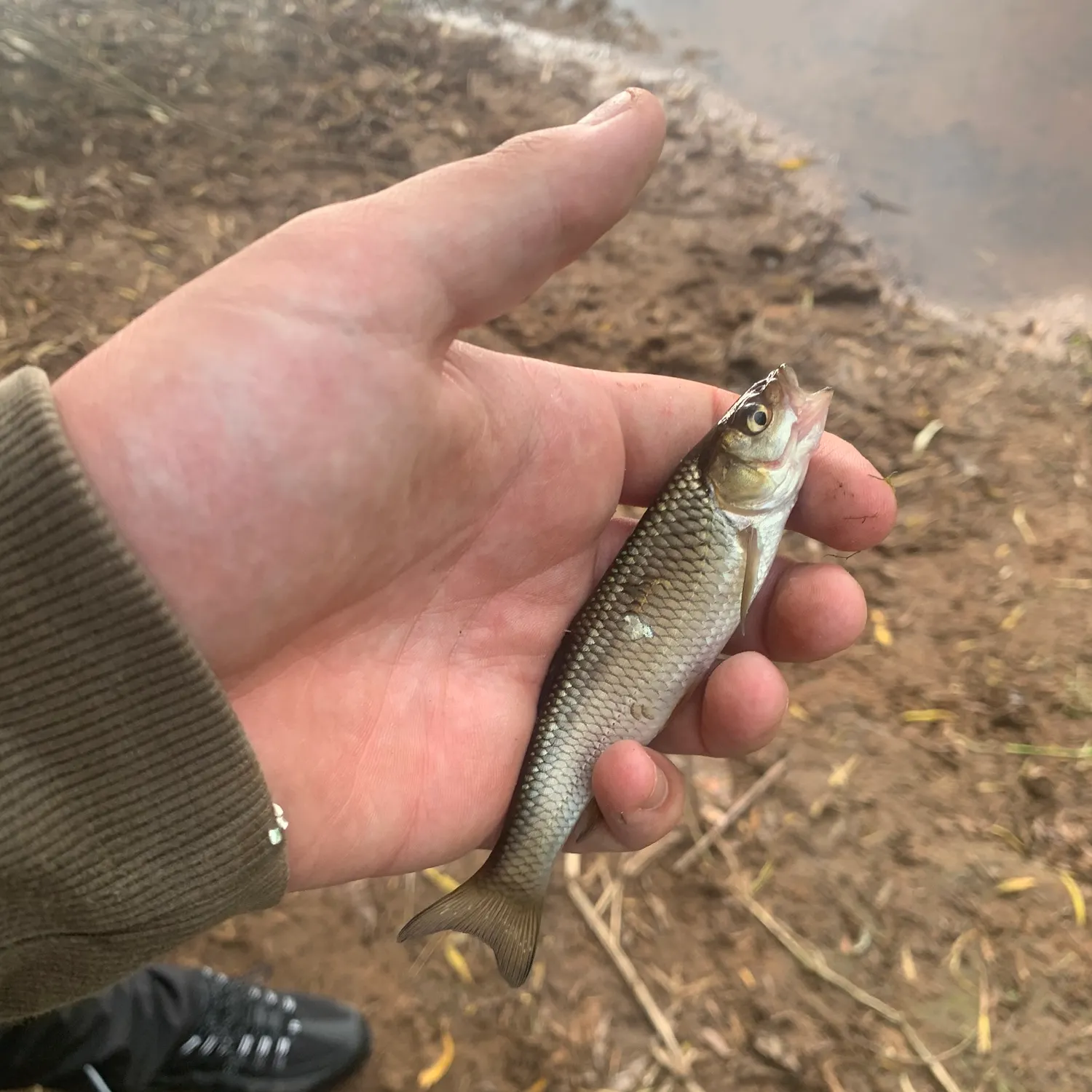 European chub caught on Fishbrain