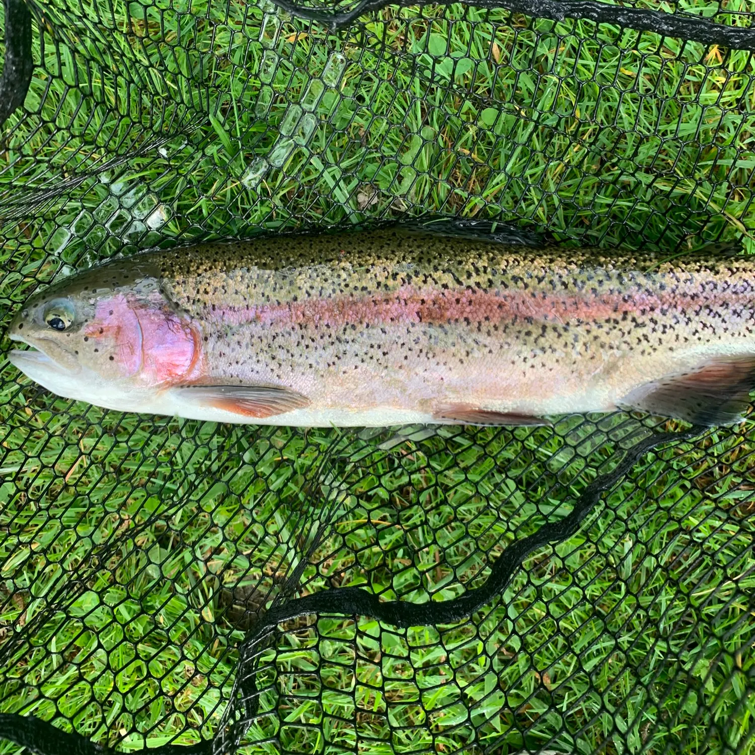 Rainbow trout caught on Fishbrain