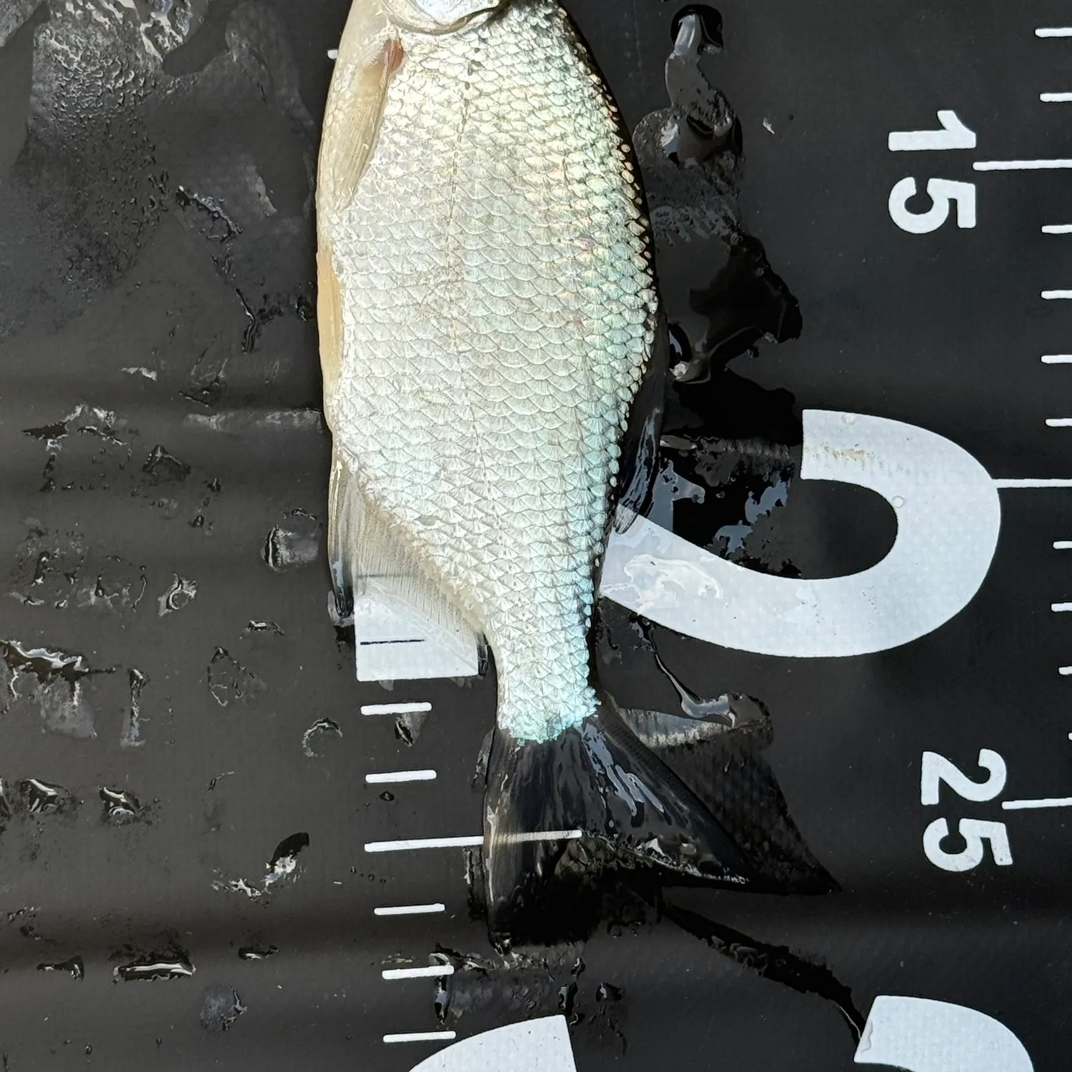 White bream caught on Fishbrain