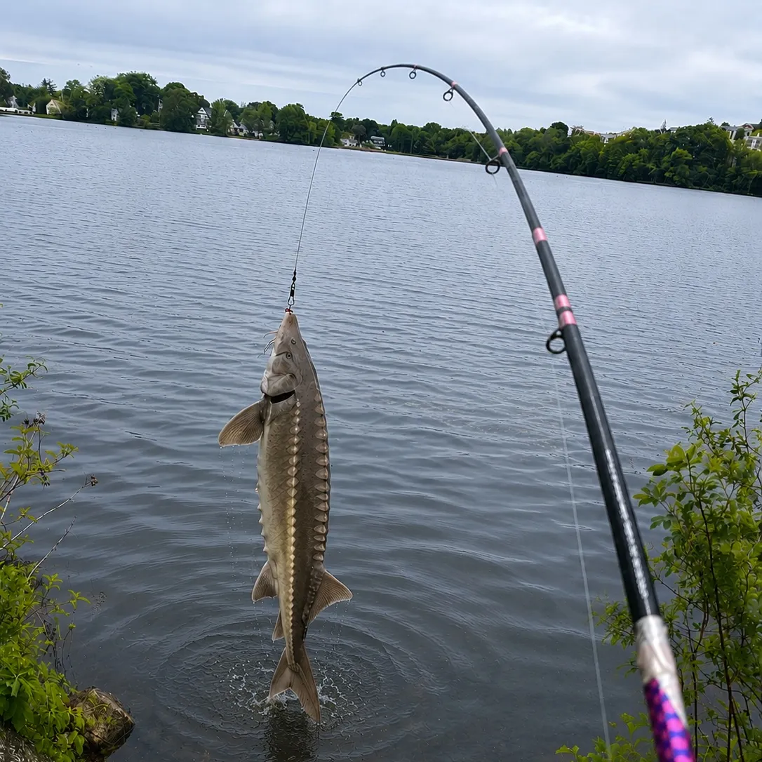 The most recent Beluga sturgeon catches on Fishbrain