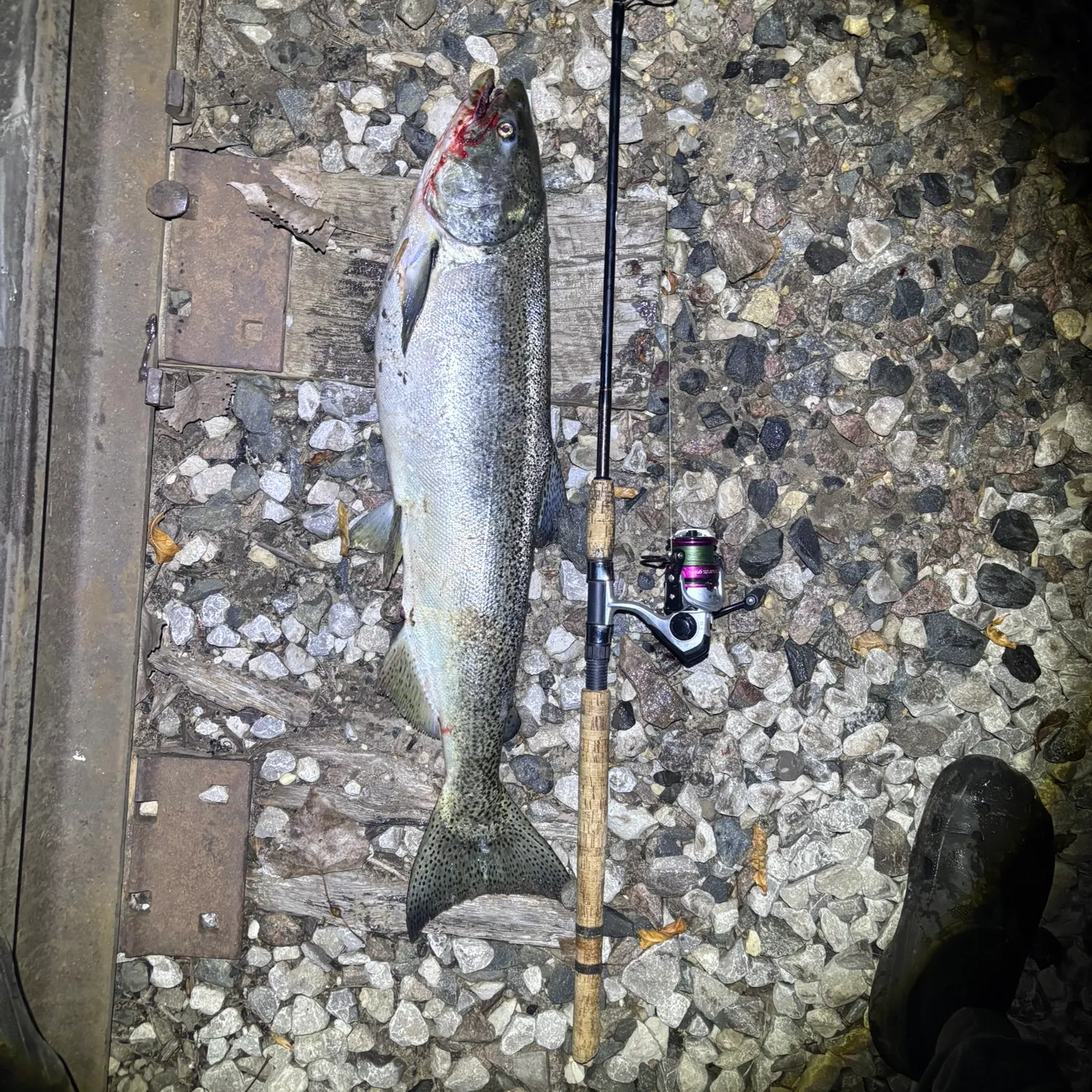 Chinook salmon caught on Fishbrain
