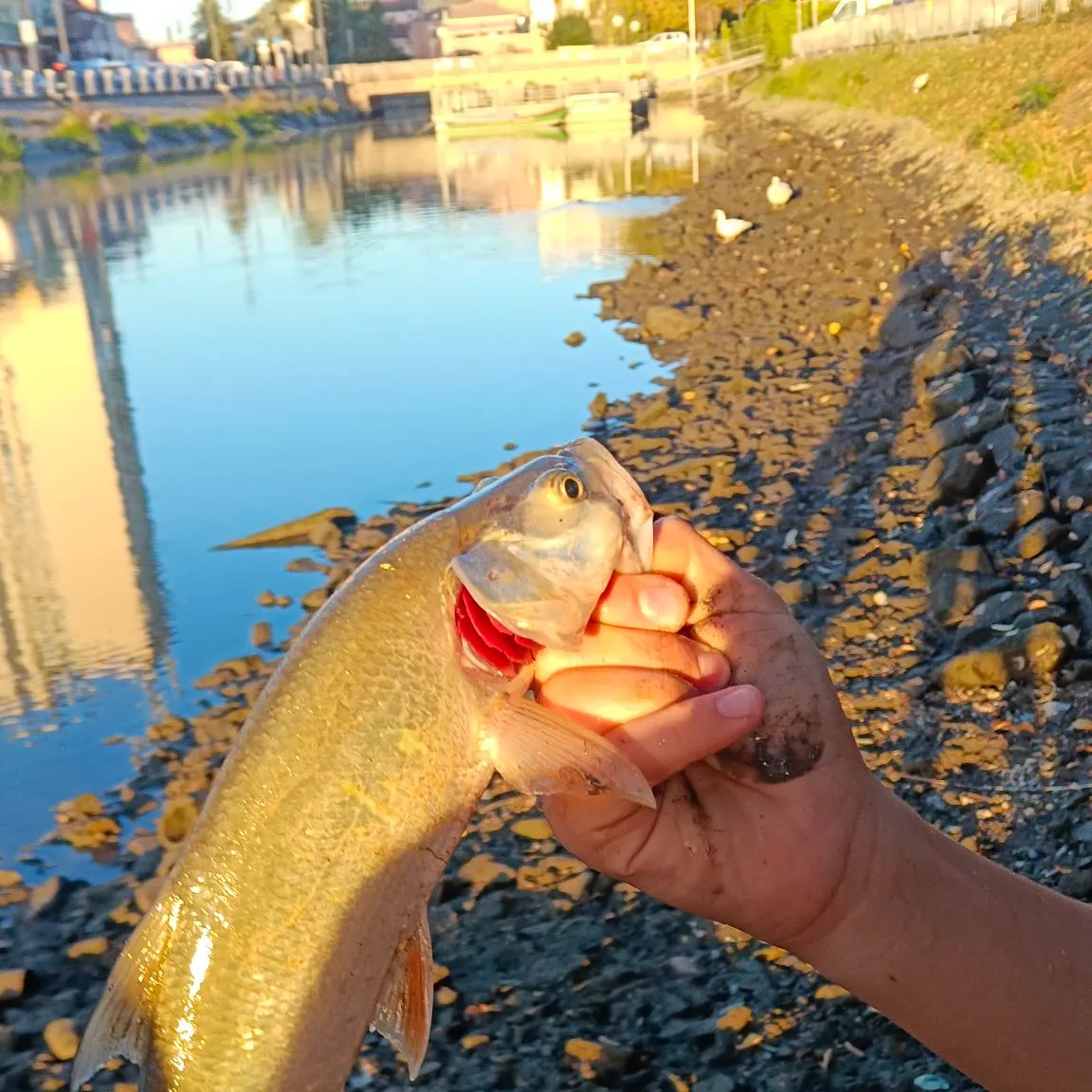 The most recent Asp catches on Fishbrain