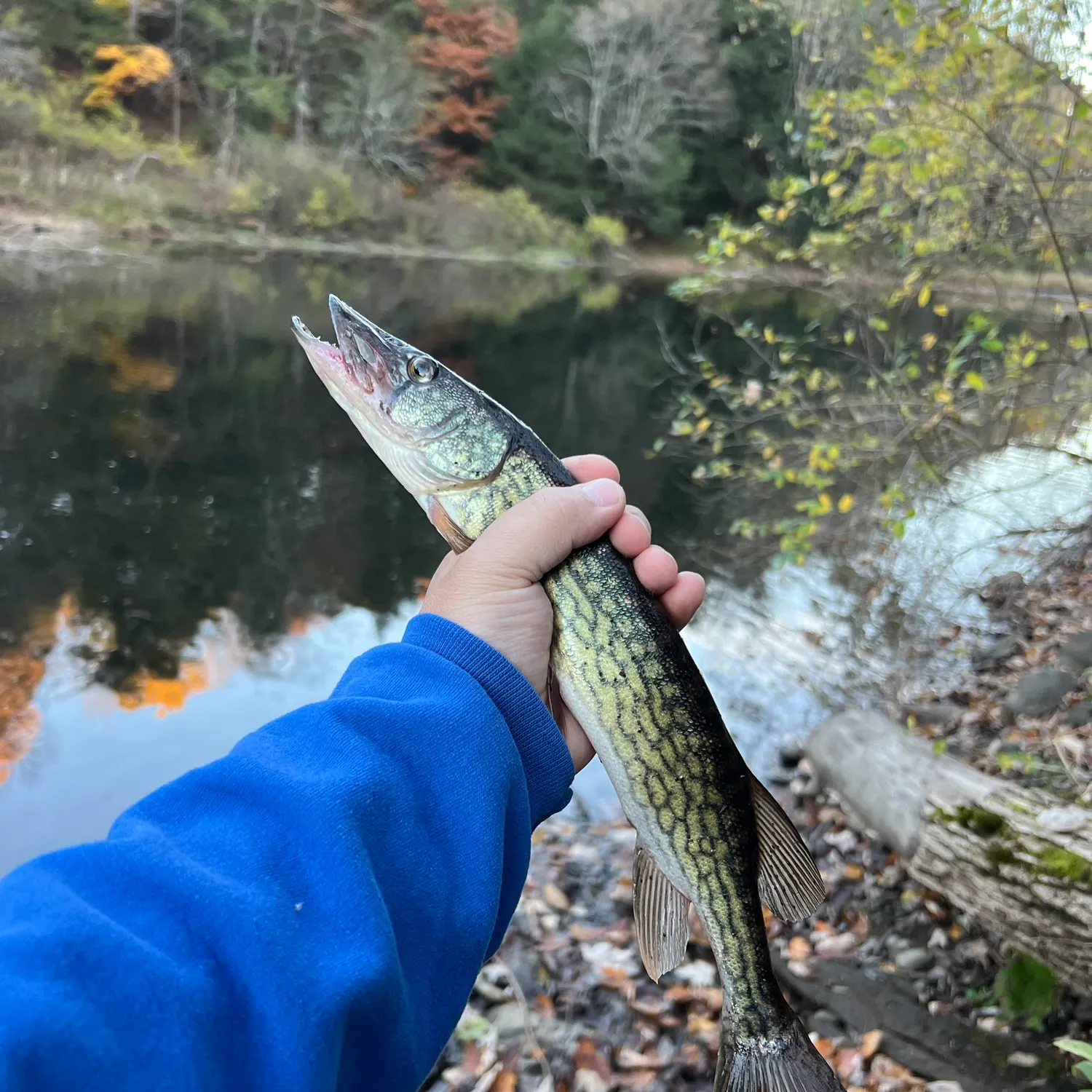 Chain pickerel caught on Fishbrain