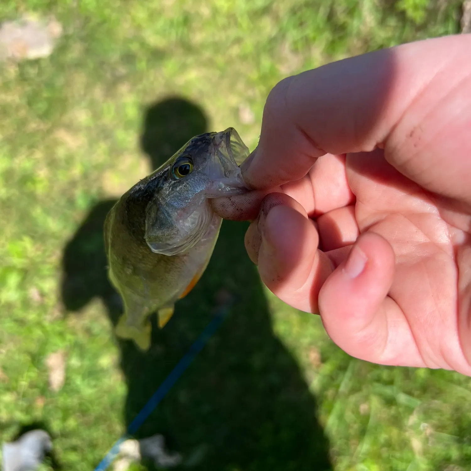 Smallmouth bass caught on Fishbrain