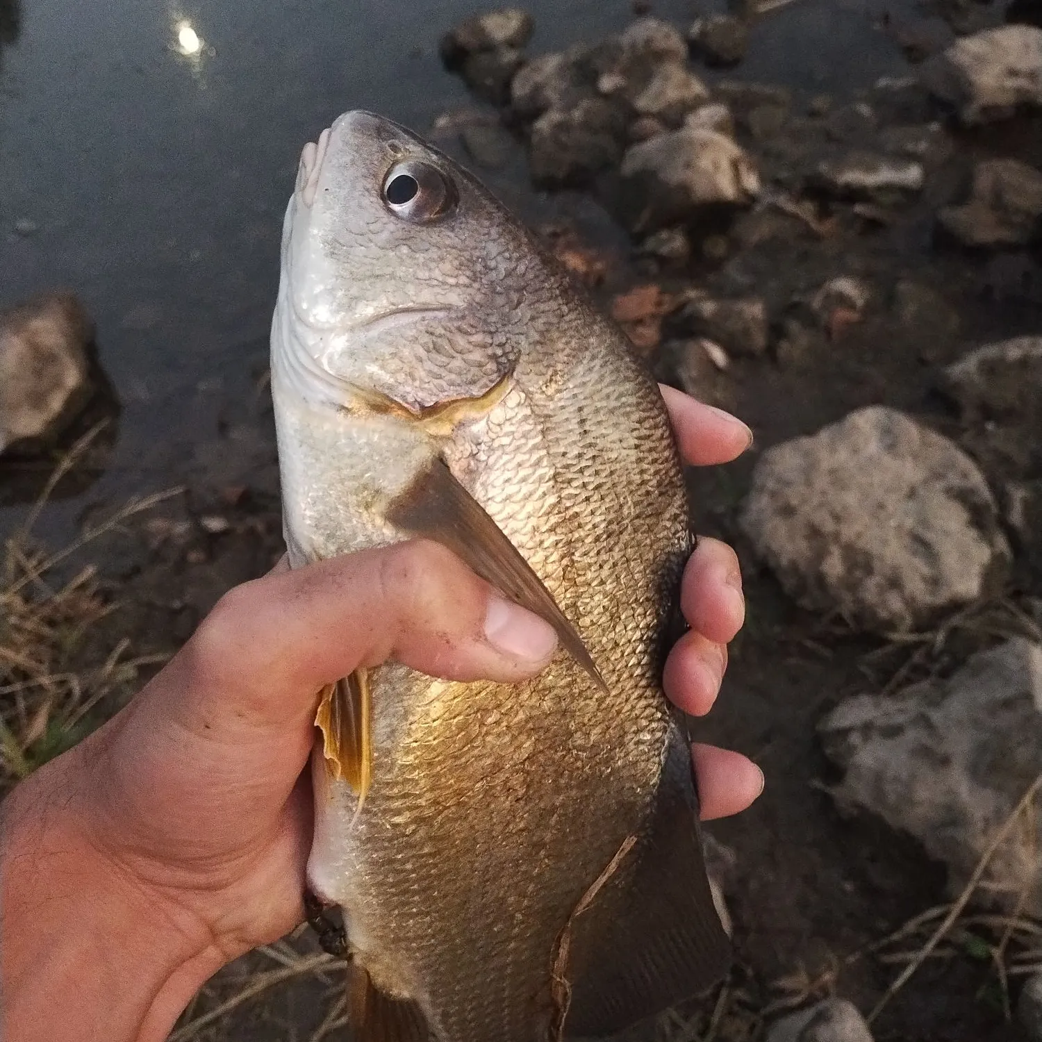 Freshwater drum caught on Fishbrain