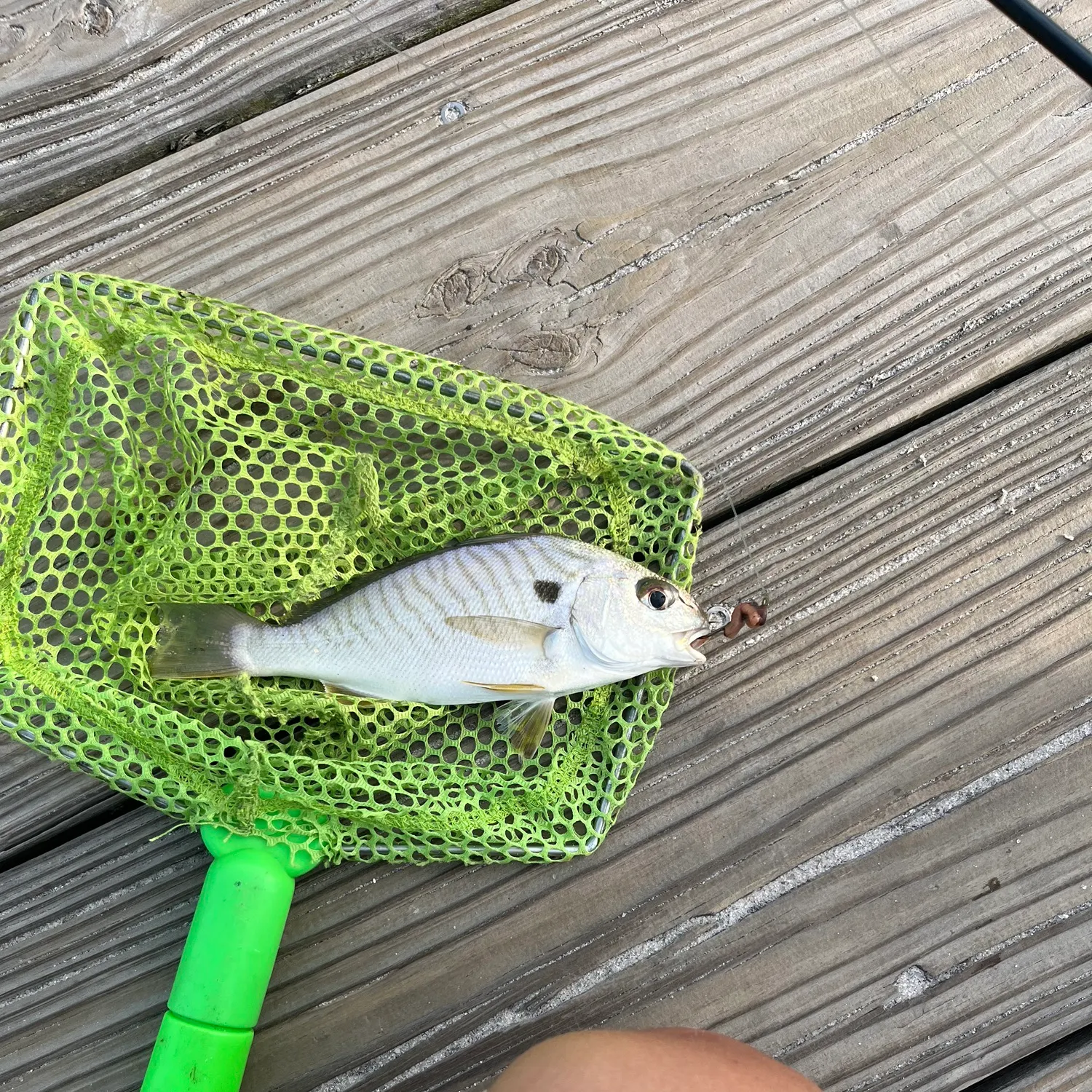 The most recent Spot croaker catches on Fishbrain