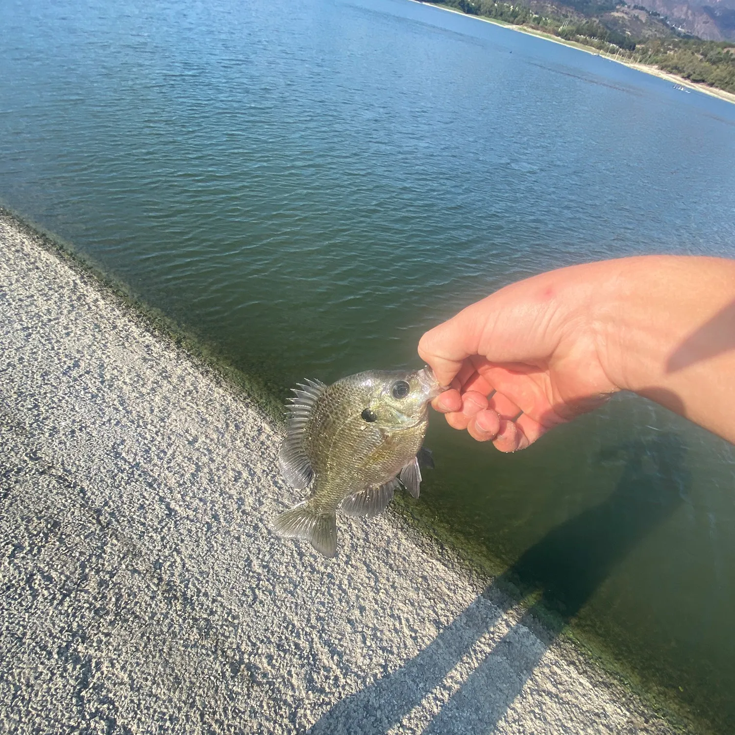 Bluegill caught on Fishbrain