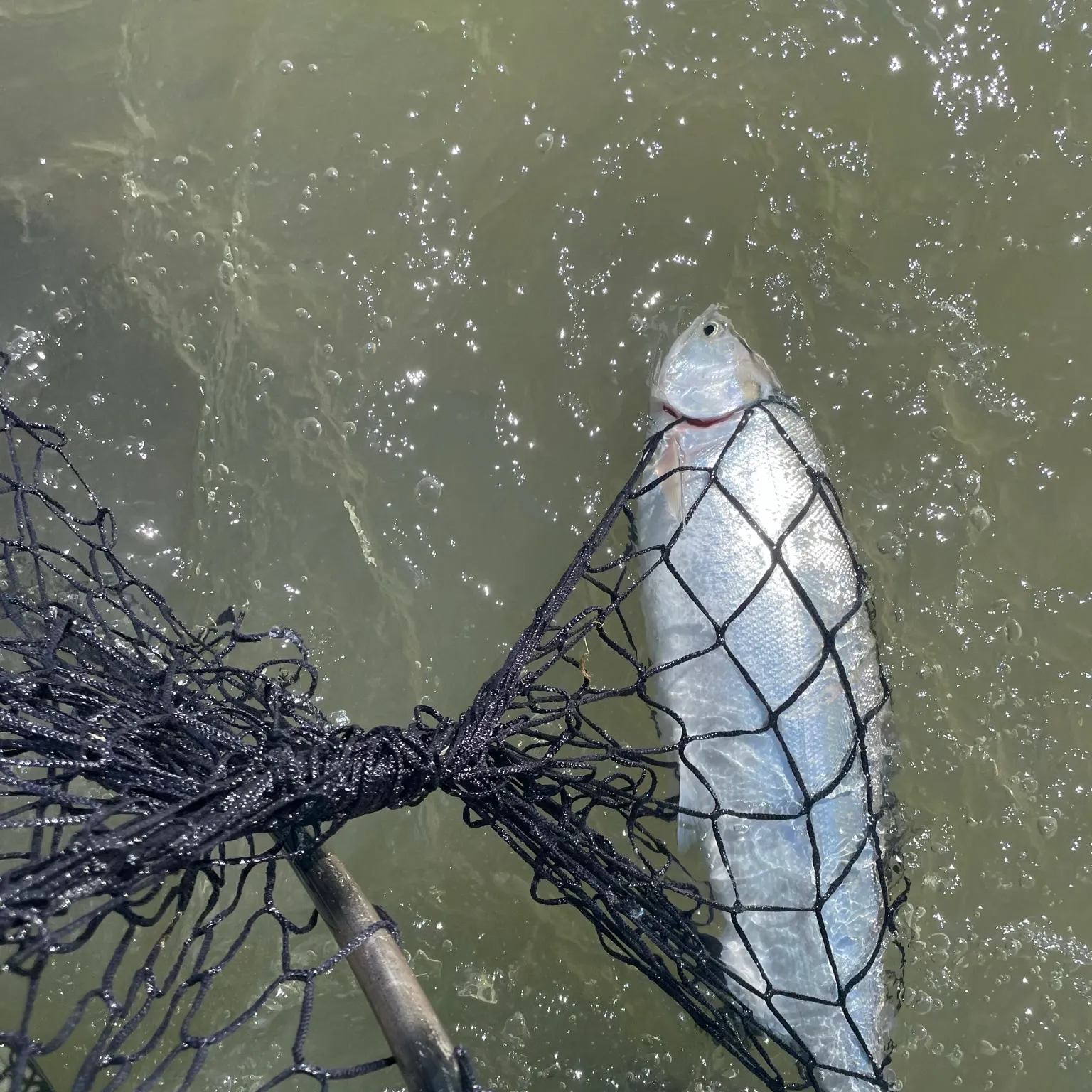 The most recent Sockeye salmon catches on Fishbrain