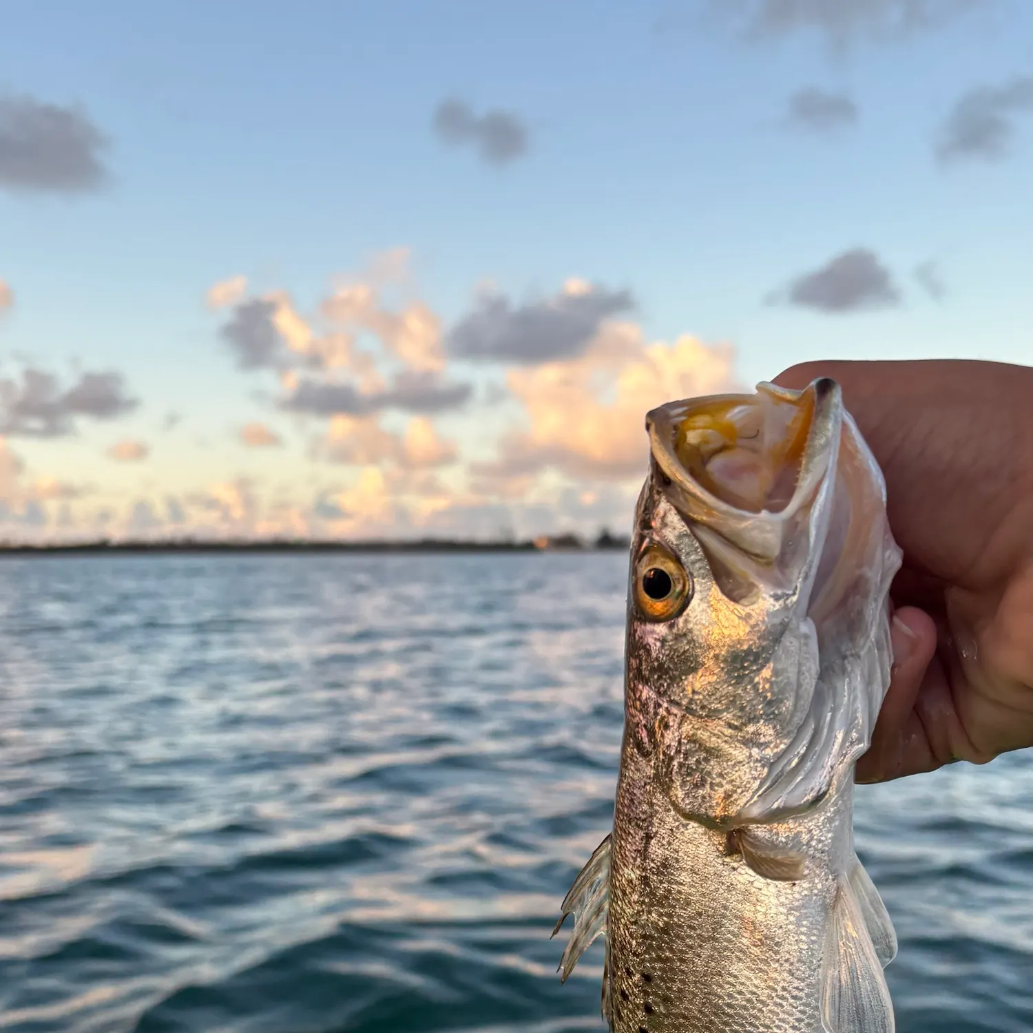 Spotted seatrout caught on Fishbrain