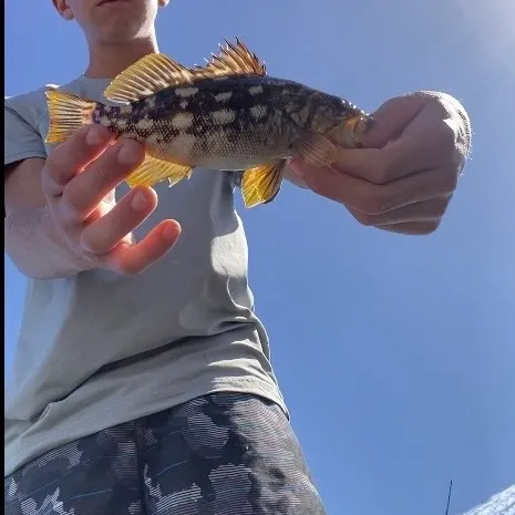 Kelp bass caught on Fishbrain
