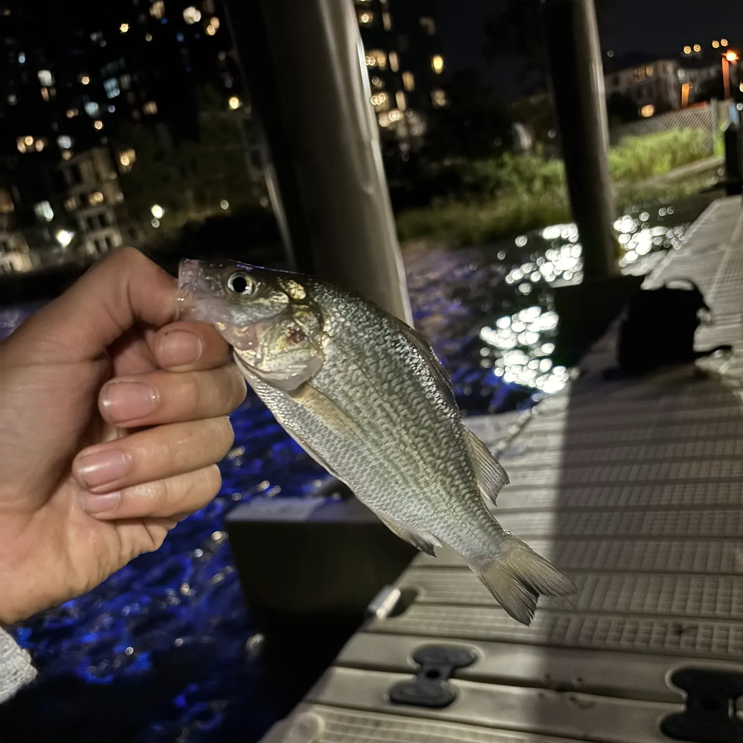 White perch caught on Fishbrain