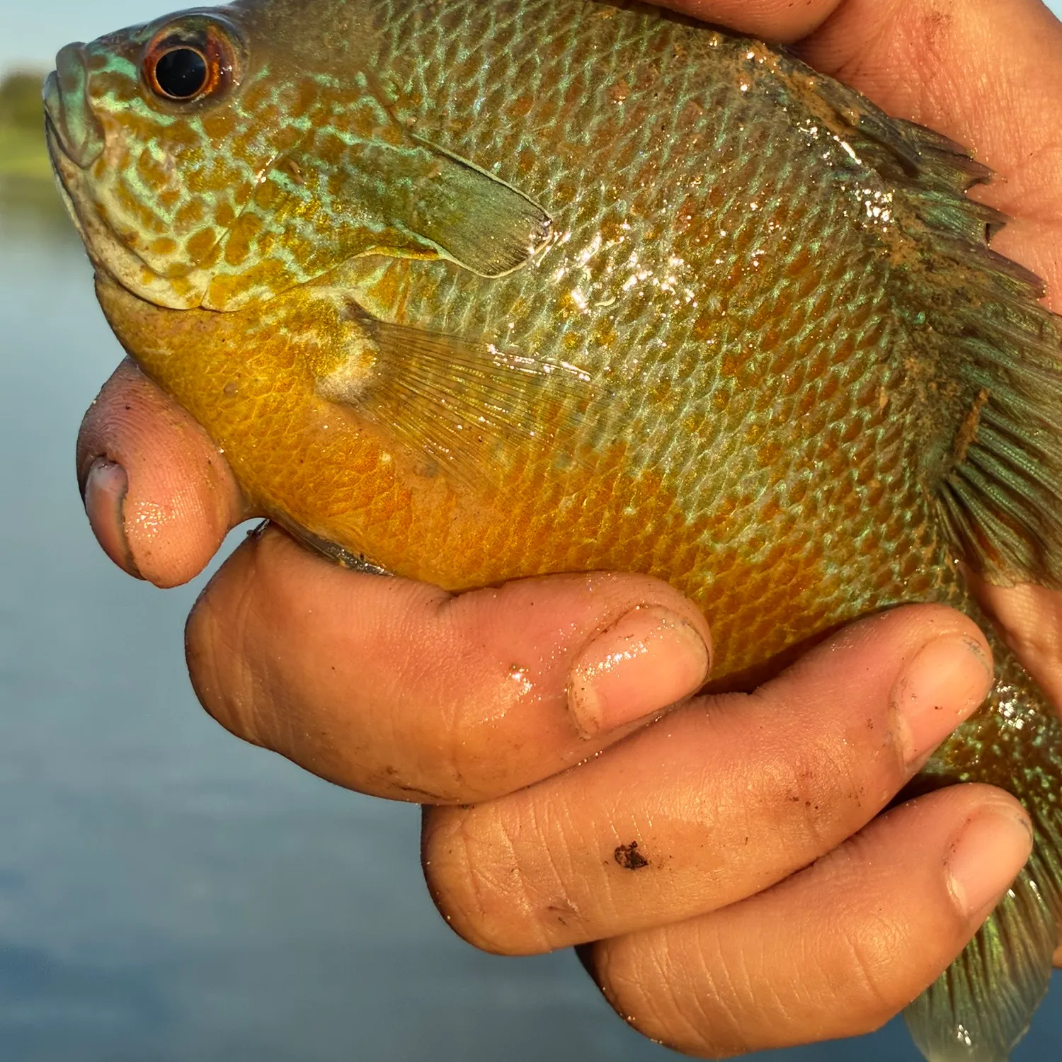 The most recent Longear sunfish catches on Fishbrain