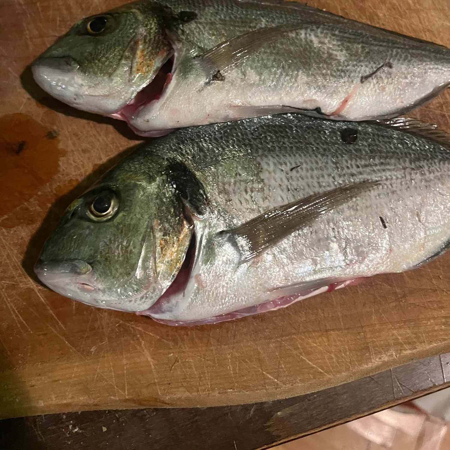 The most recent Gilthead seabream catches on Fishbrain