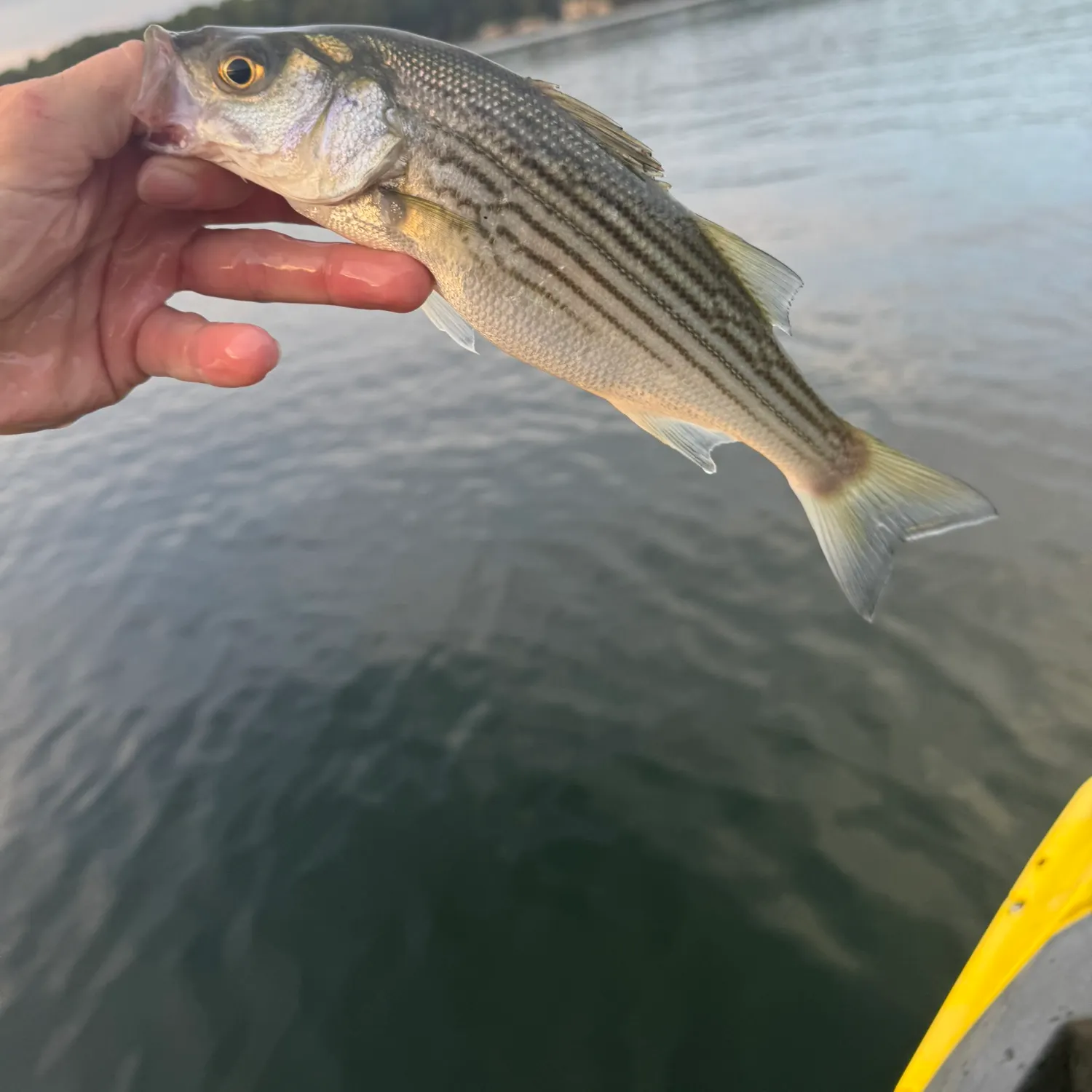 Striped bass caught on Fishbrain