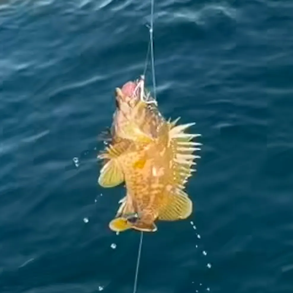 The most recent Gopher rockfish catches on Fishbrain