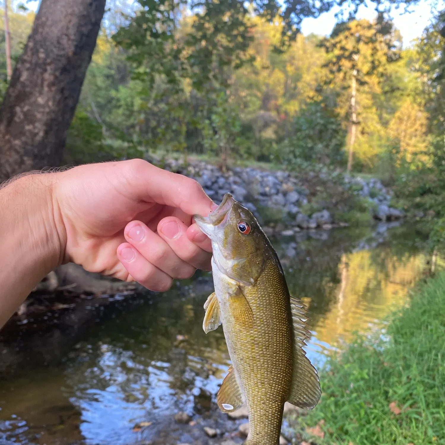 Smallmouth bass caught on Fishbrain