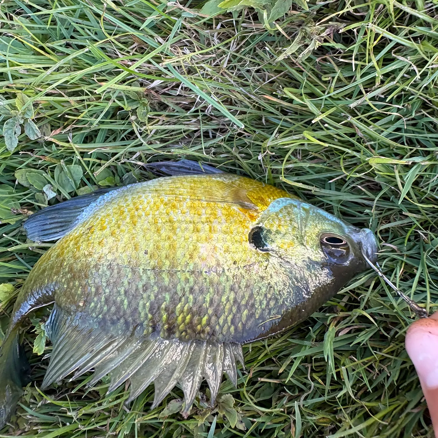 Bluegill caught on Fishbrain