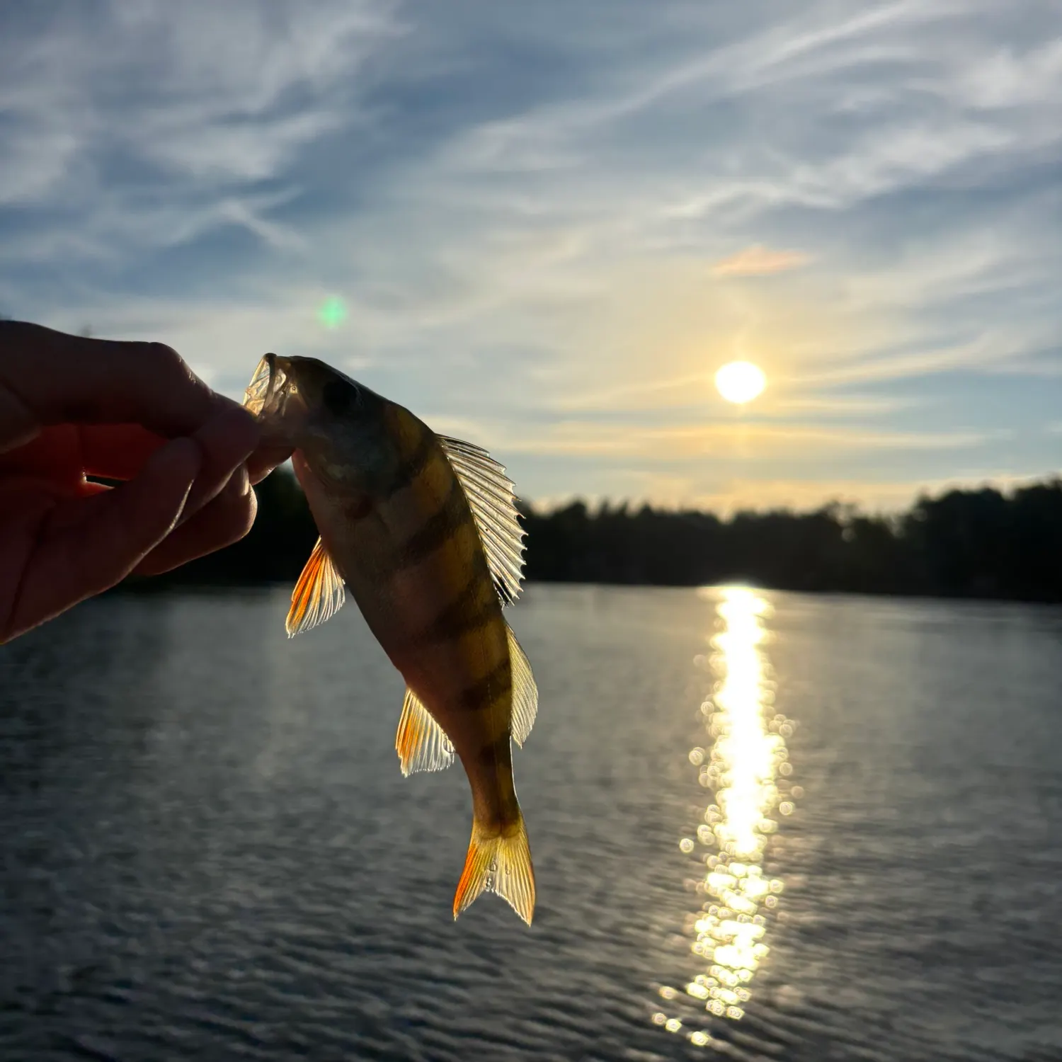 European perch caught on Fishbrain