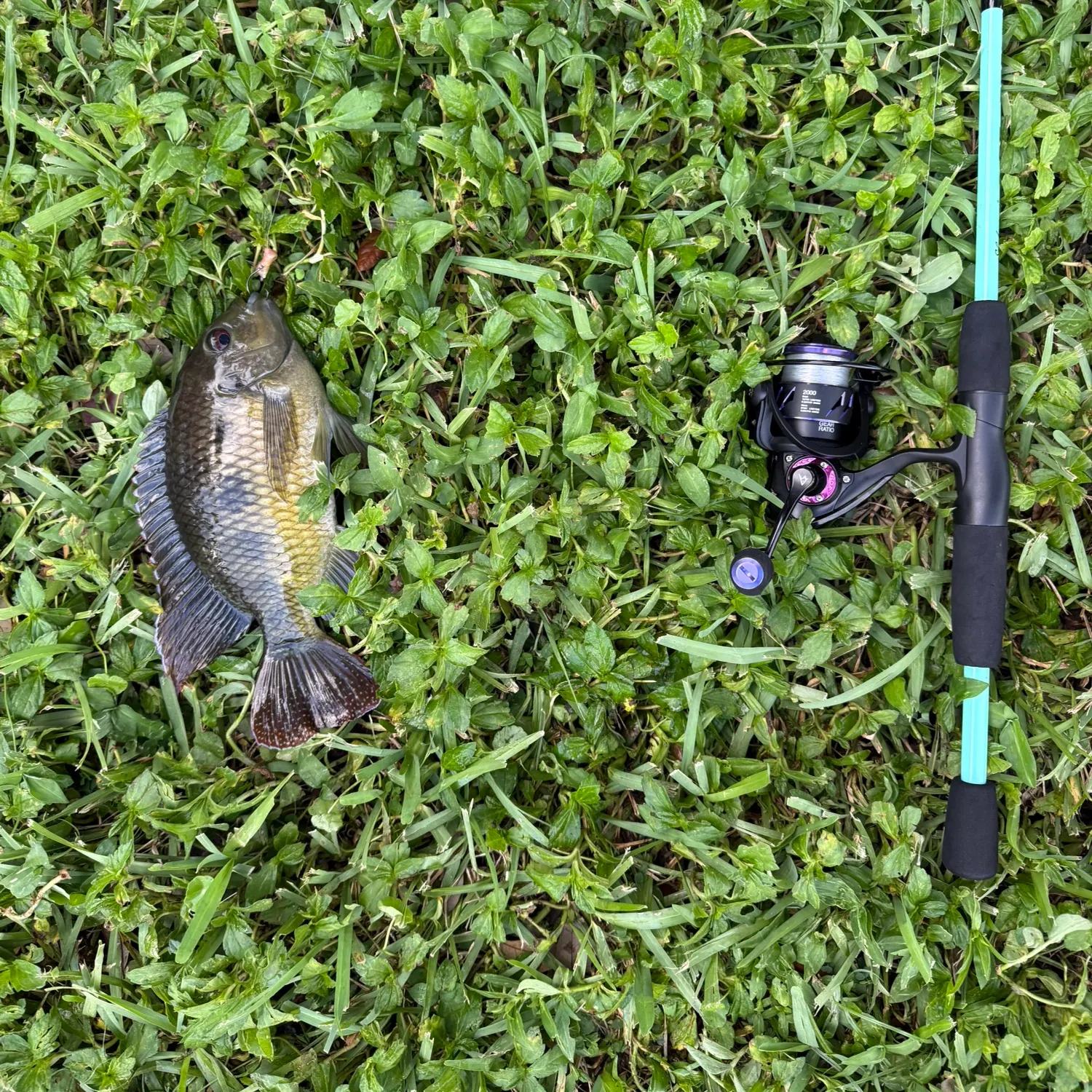 Spotted tilapia caught on Fishbrain
