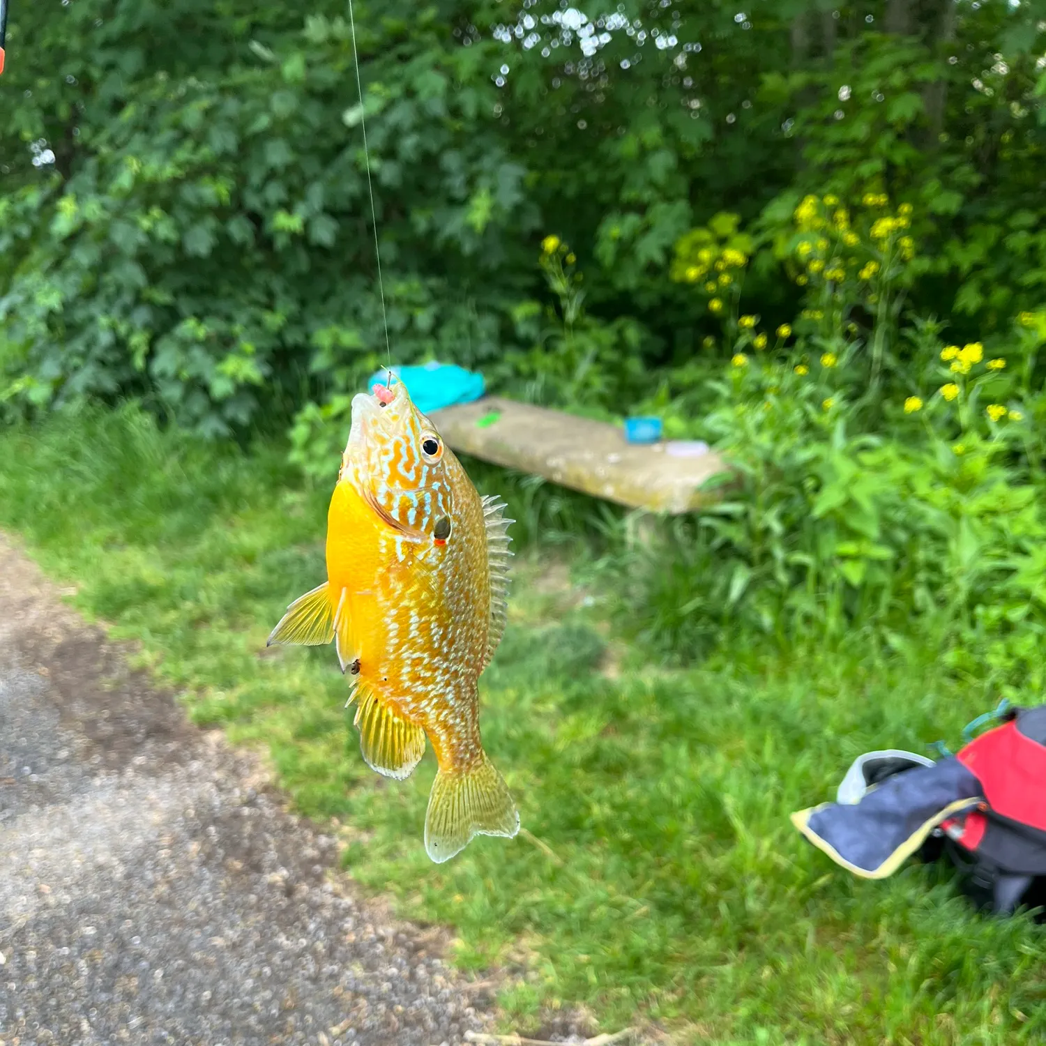 recently logged catches