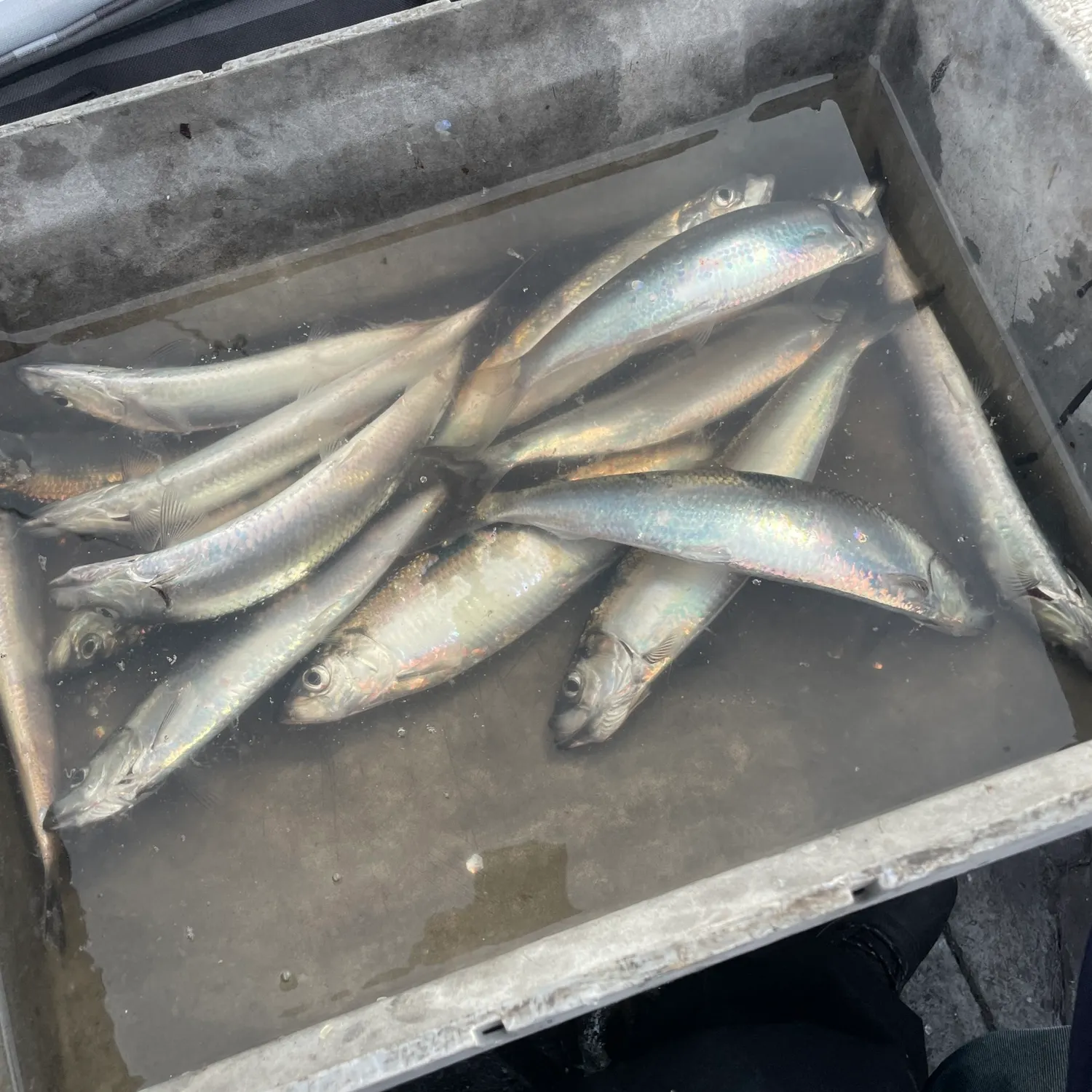 Atlantic herring caught on Fishbrain