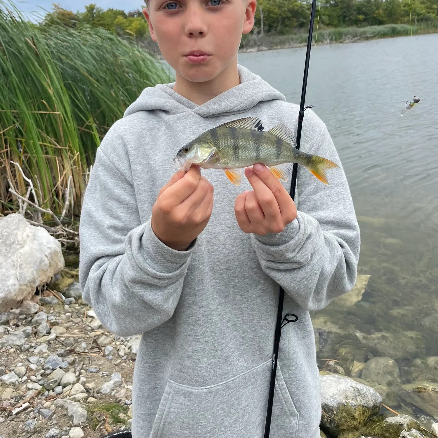 European perch caught on Fishbrain