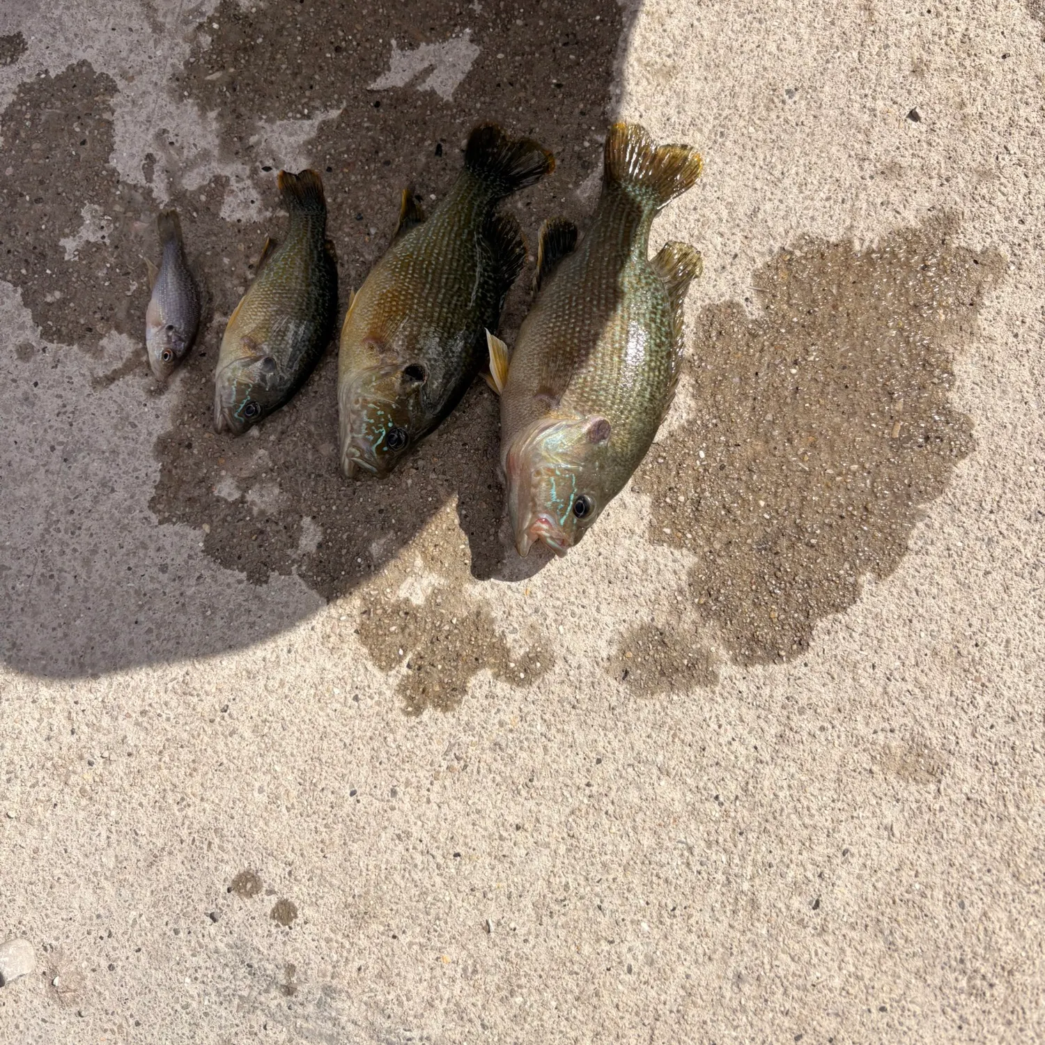 Green sunfish caught on Fishbrain