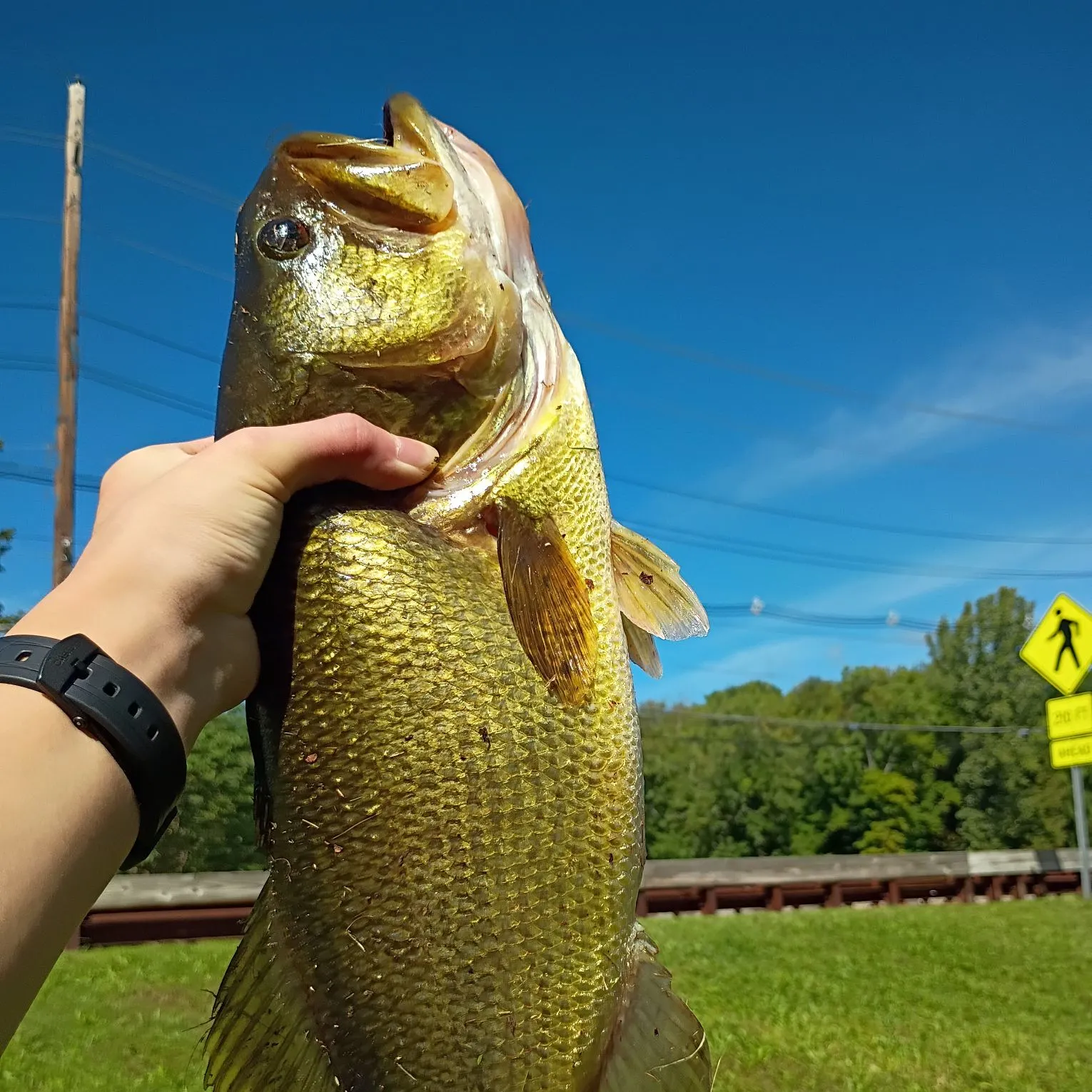 Largemouth bass caught on Fishbrain
