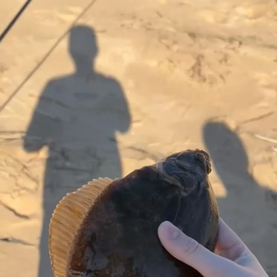 The most recent European flounder catches on Fishbrain