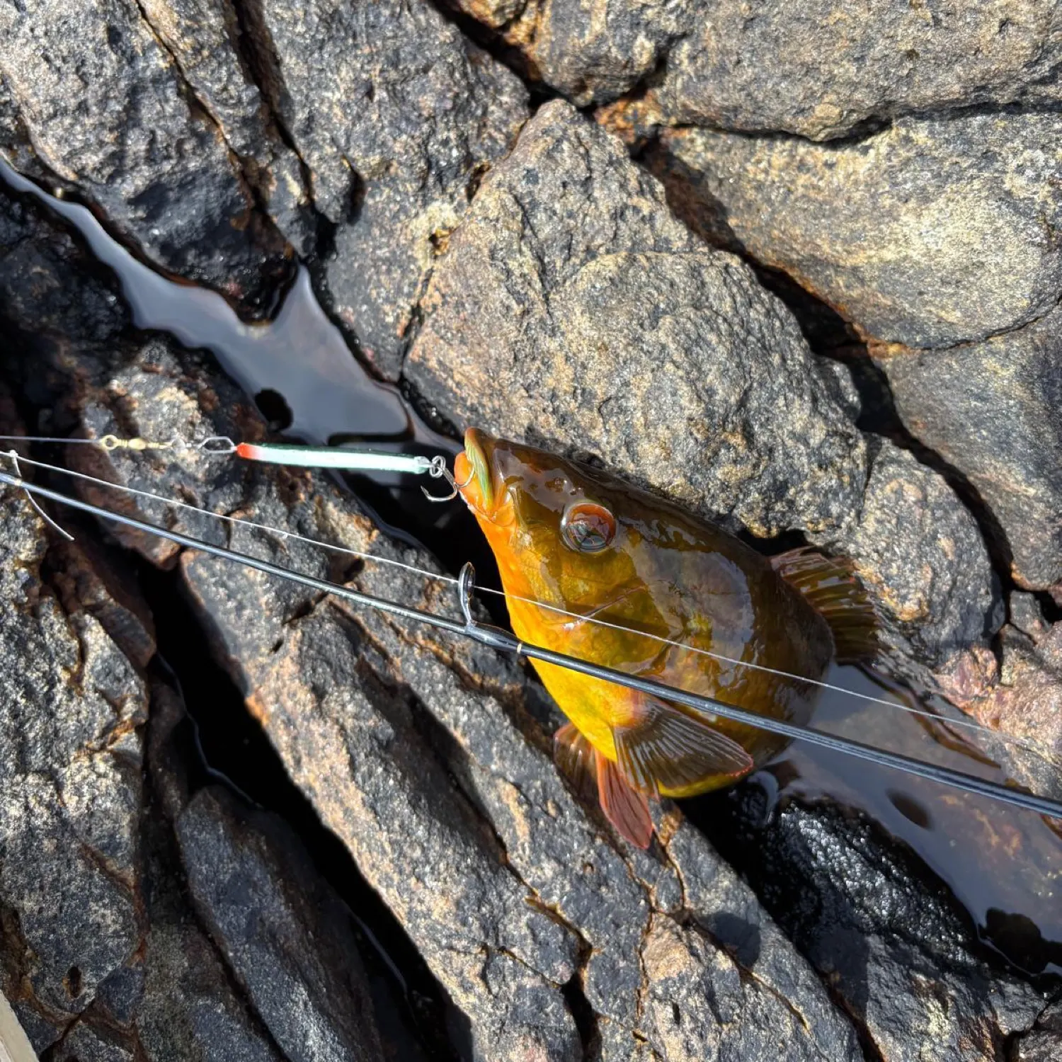 recently logged catches