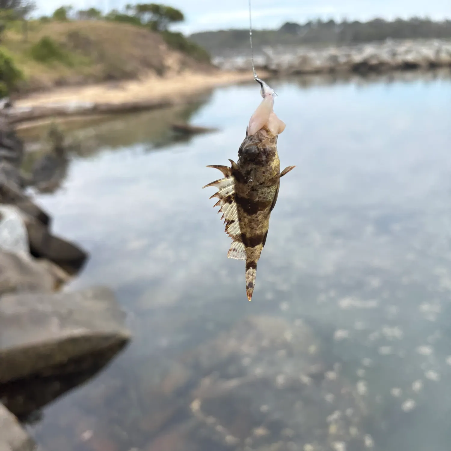 Fish caught on Fishbrain